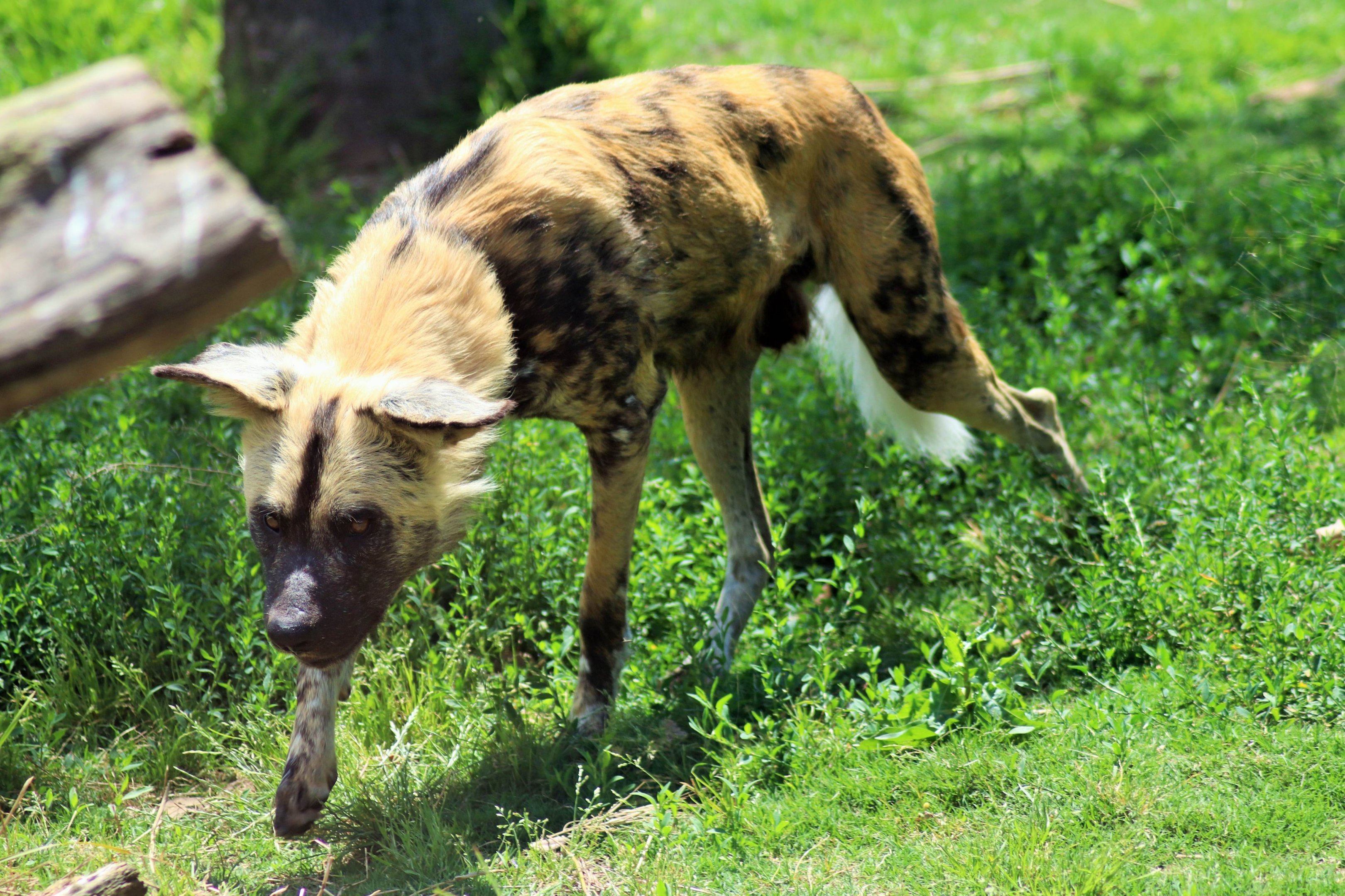 African Wild Dog (Lycaon pictus)