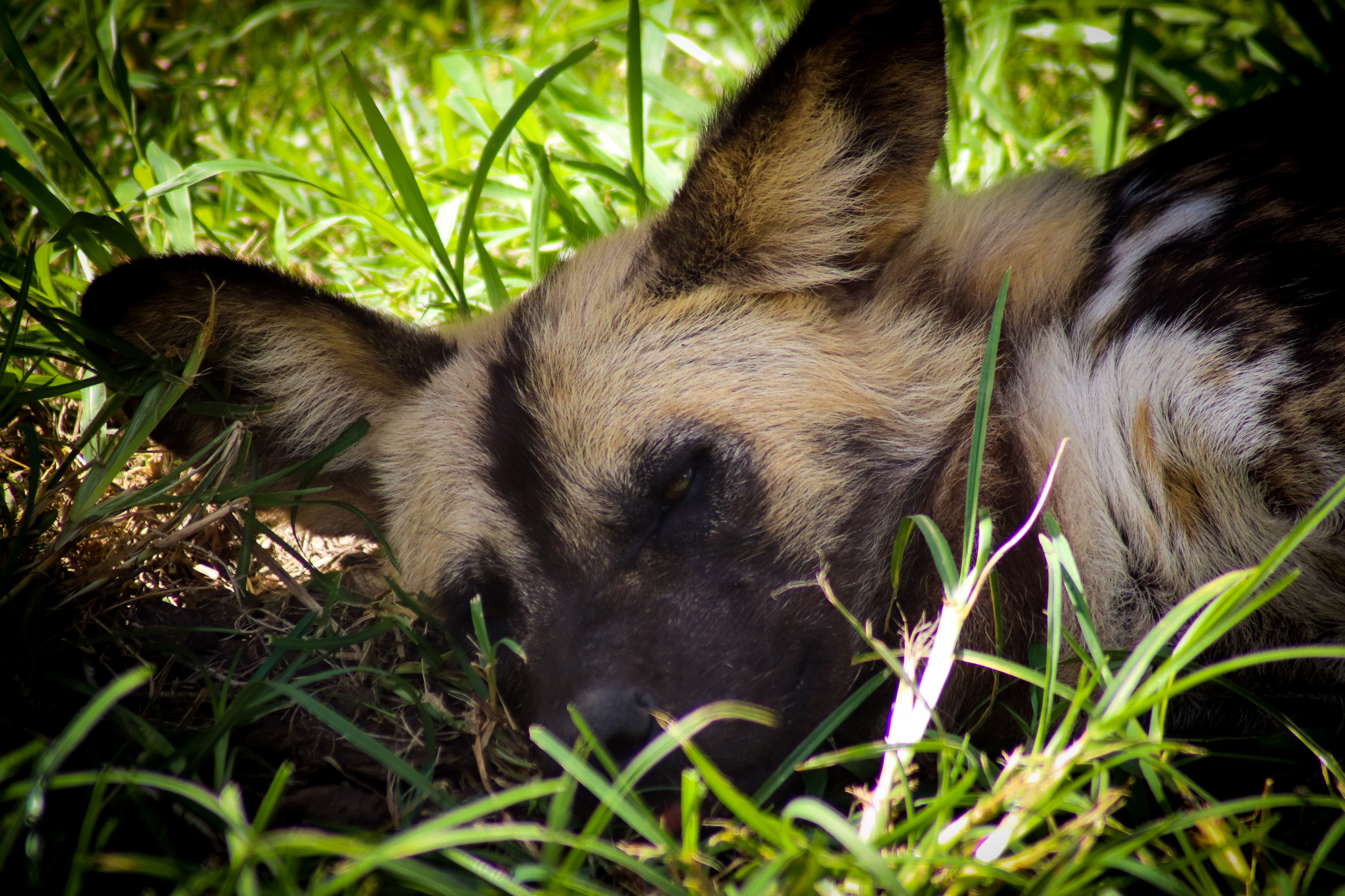 African Wild Dog (Lycaon pictus)