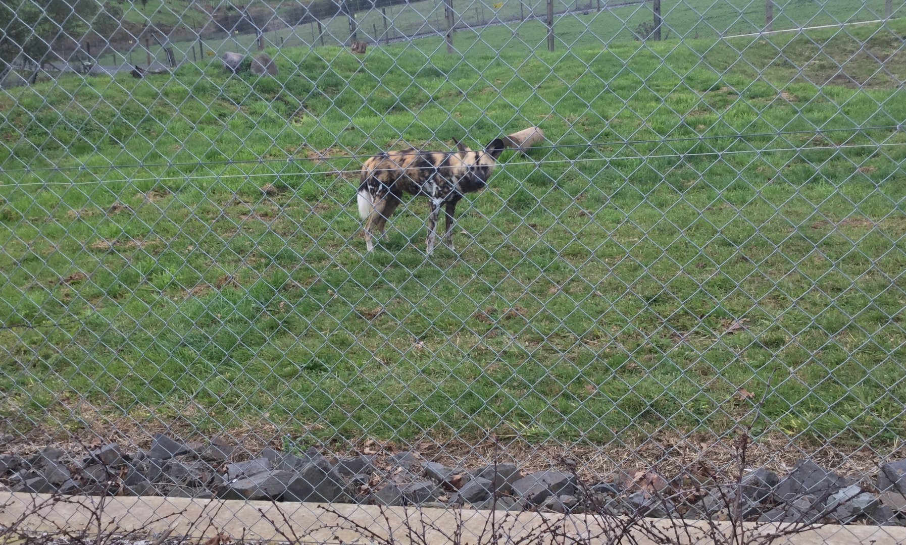 African wild dog (Lycaon pictus)