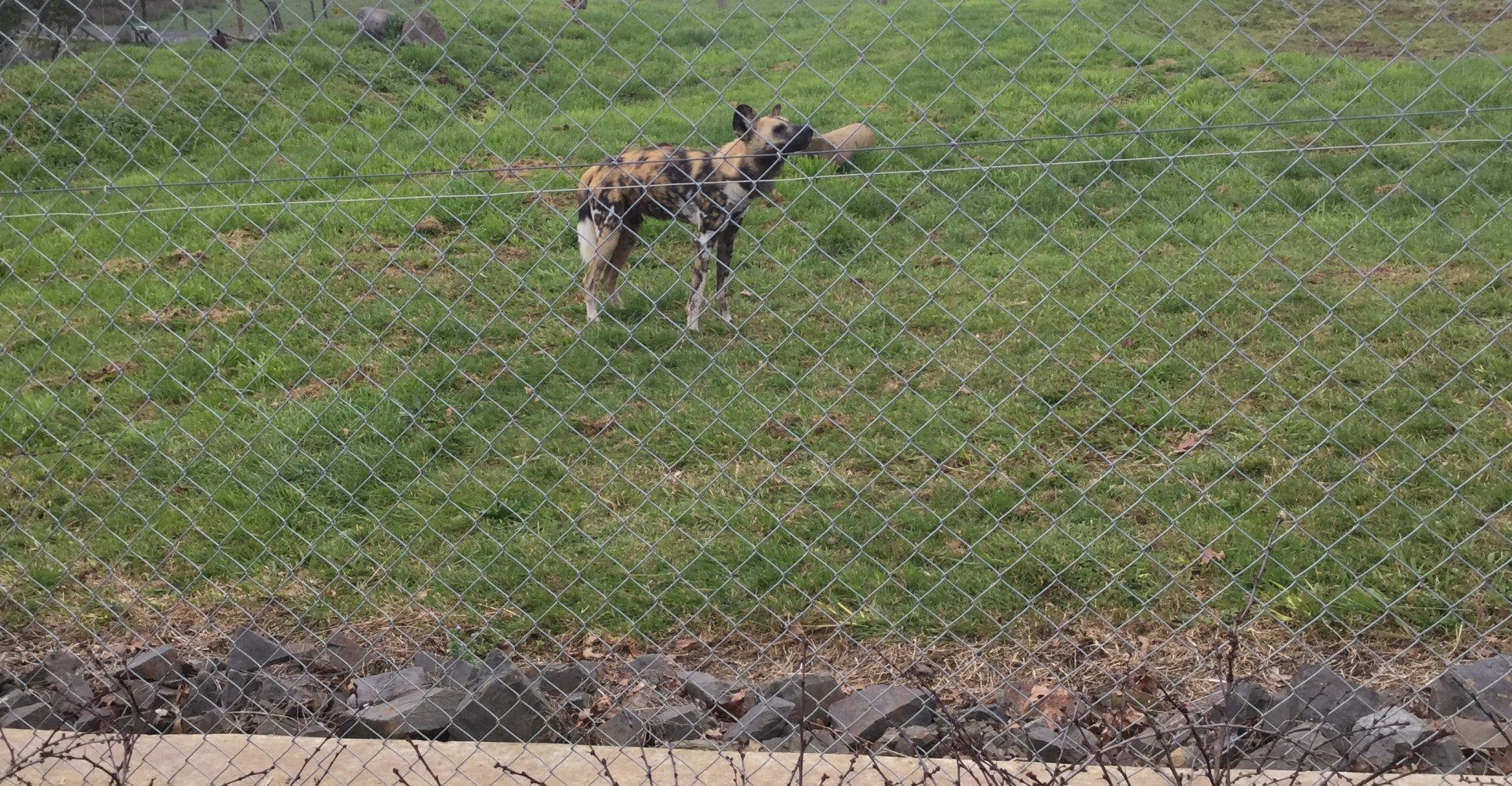 African wild dog (Lycaon pictus)