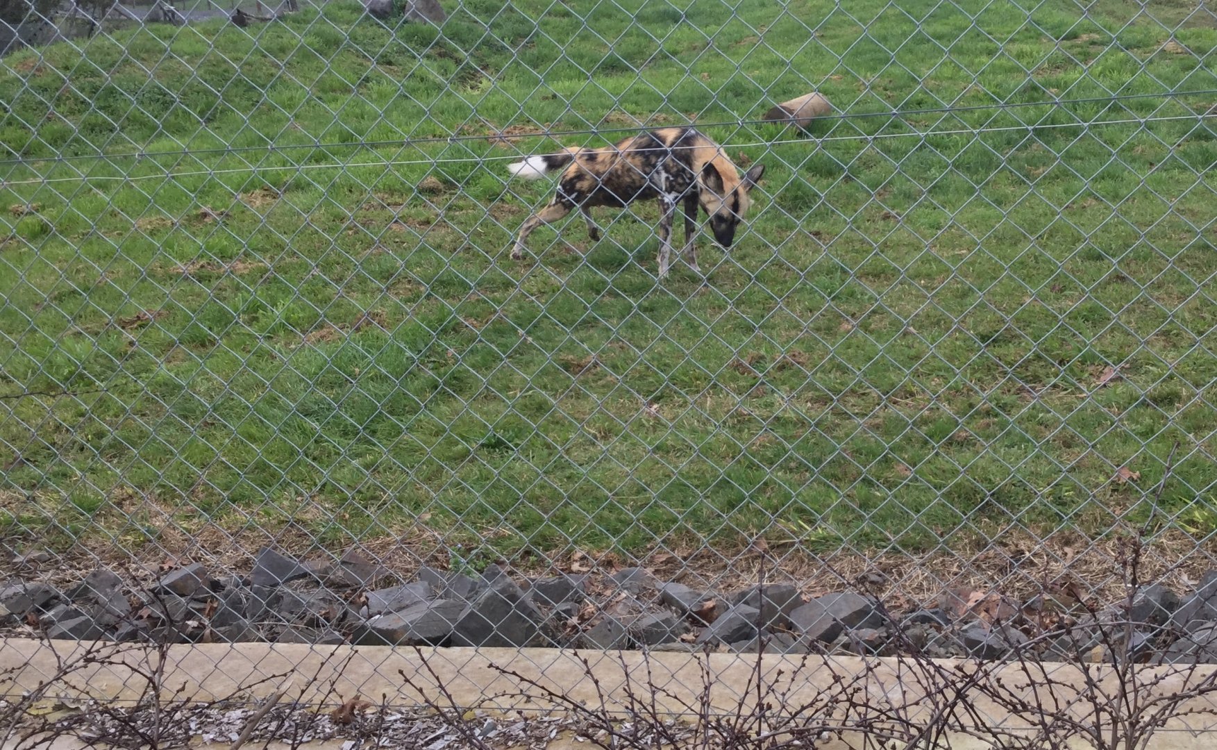 African wild dog (Lycaon pictus)