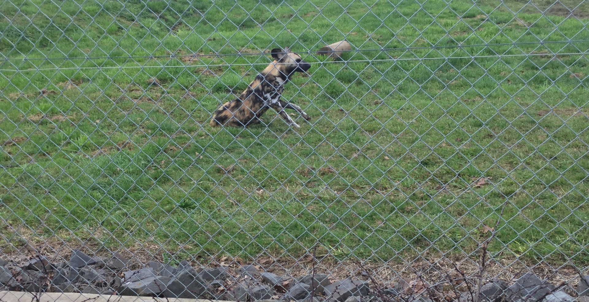 African wild dog (Lycaon pictus)