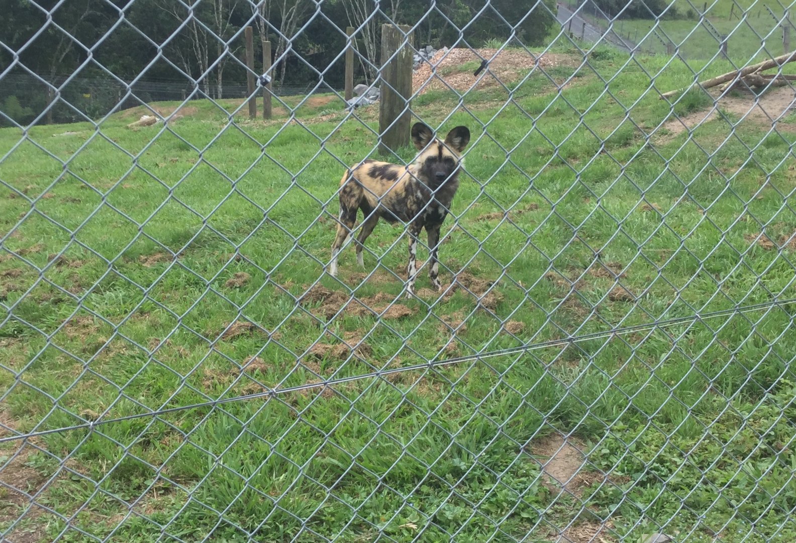African wild dog (Lycaon pictus)
