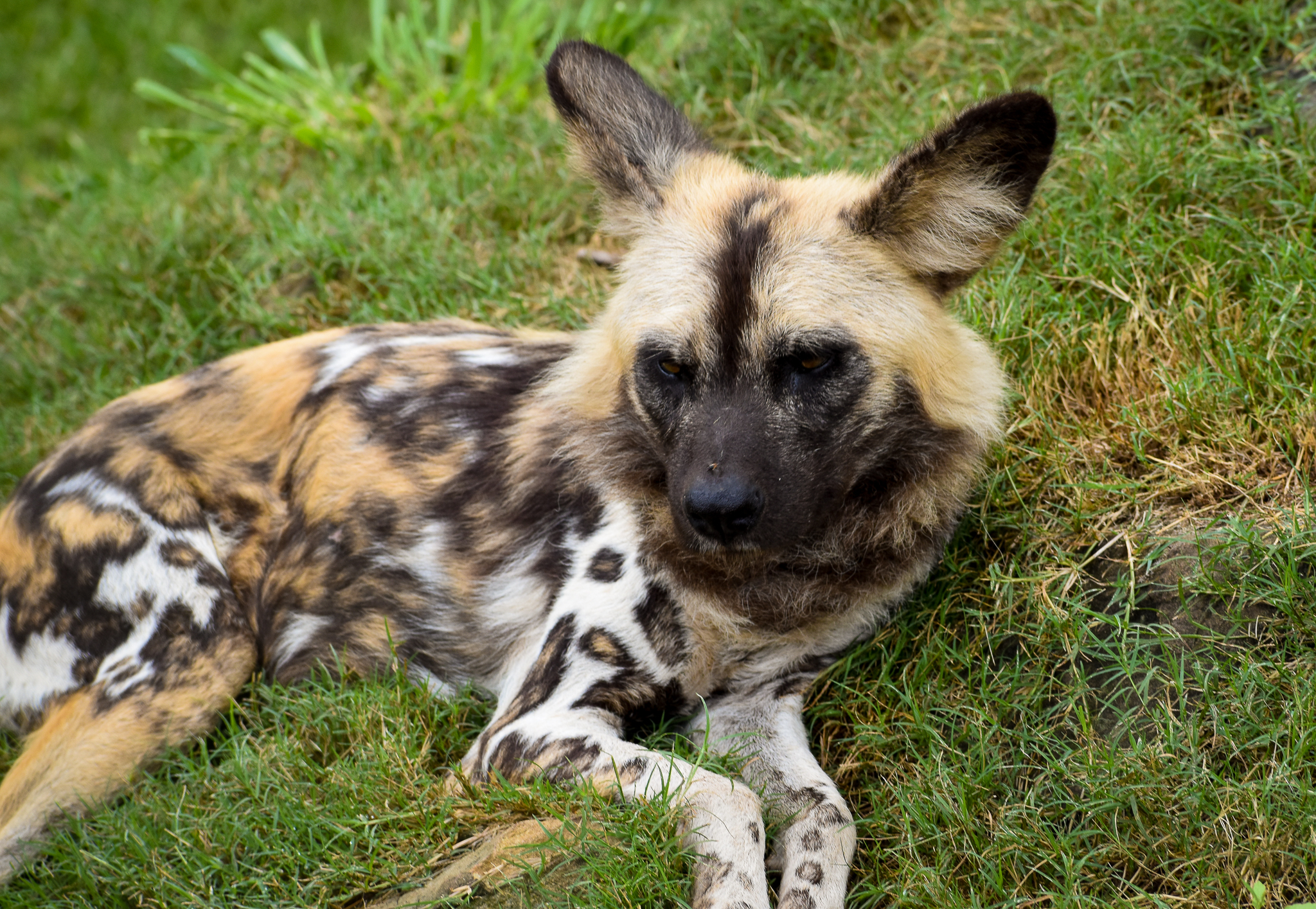 African Wild Dog (Lycaon pictus)