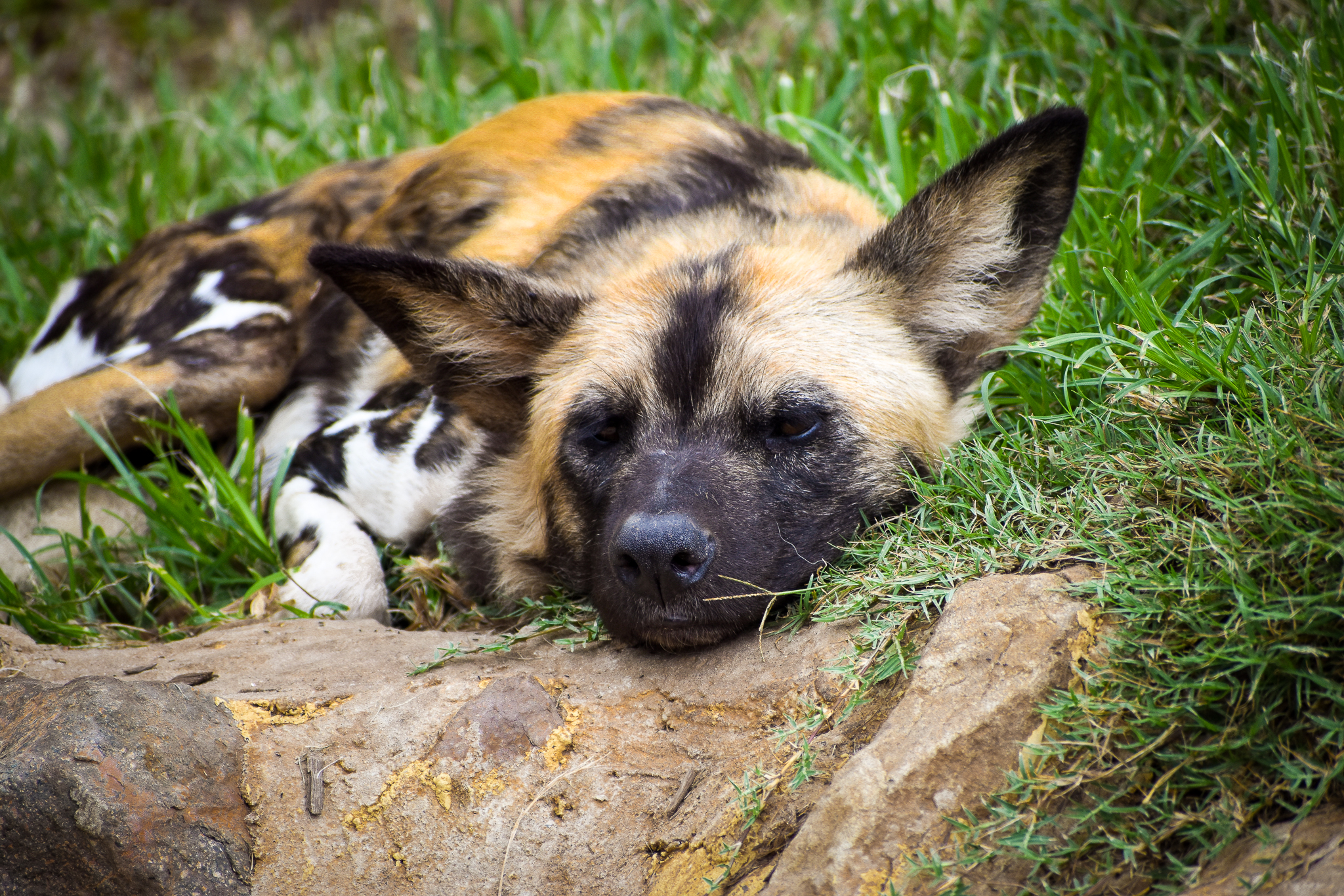 African Wild Dog (Lycaon pictus)