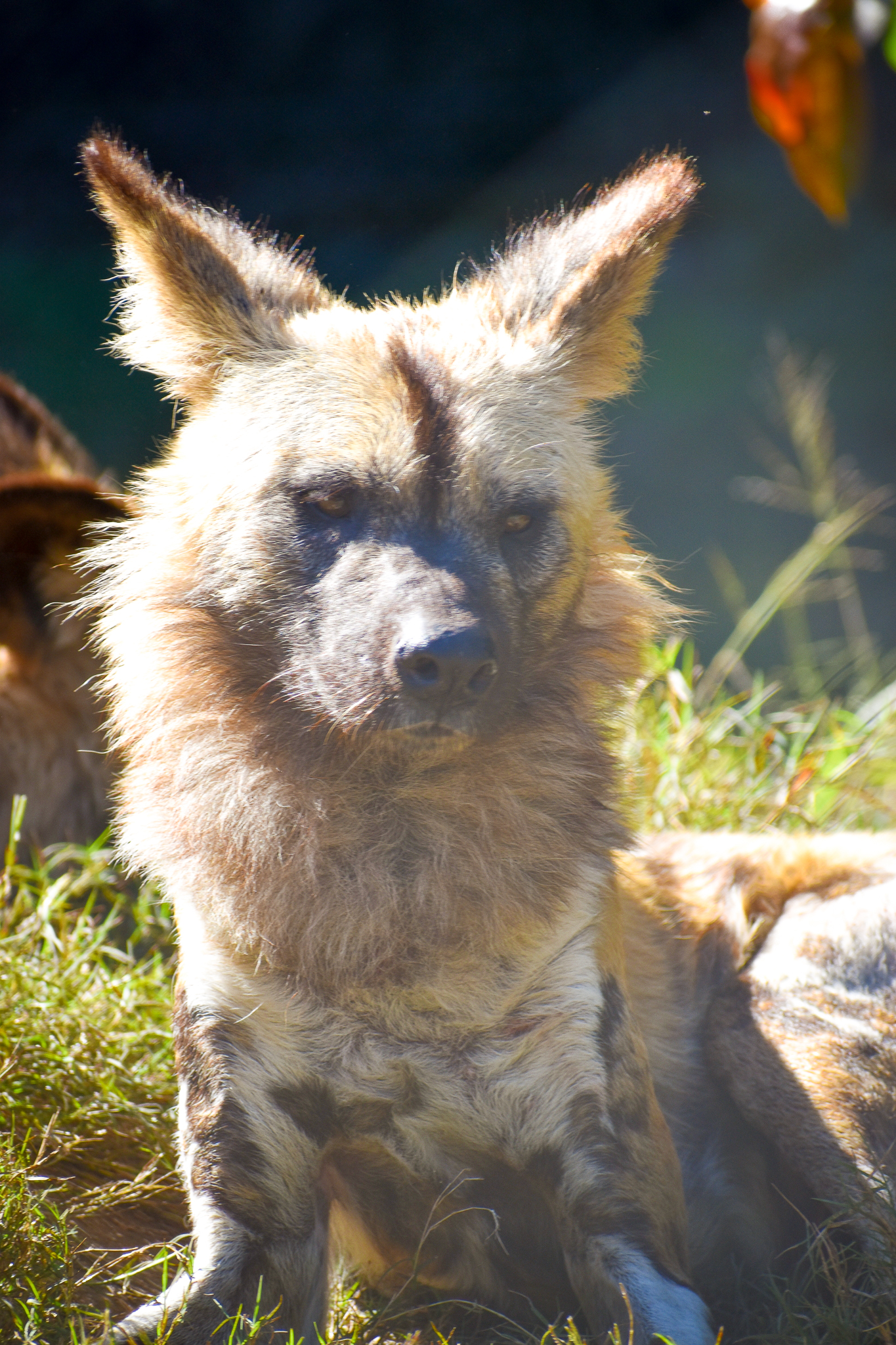 African Wild Dog (Lycaon pictus)