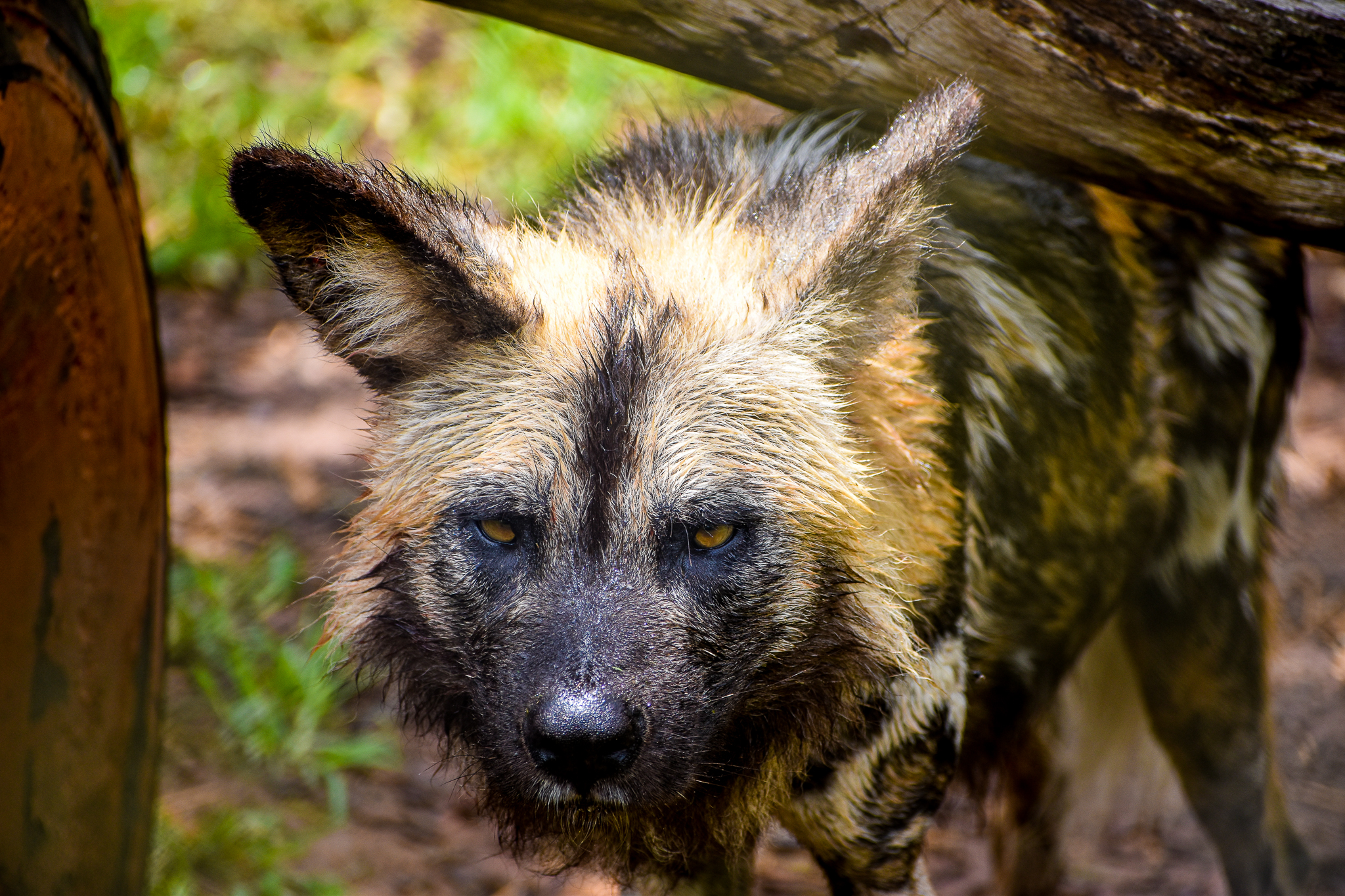 African Wild Dog (Lycaon pictus)