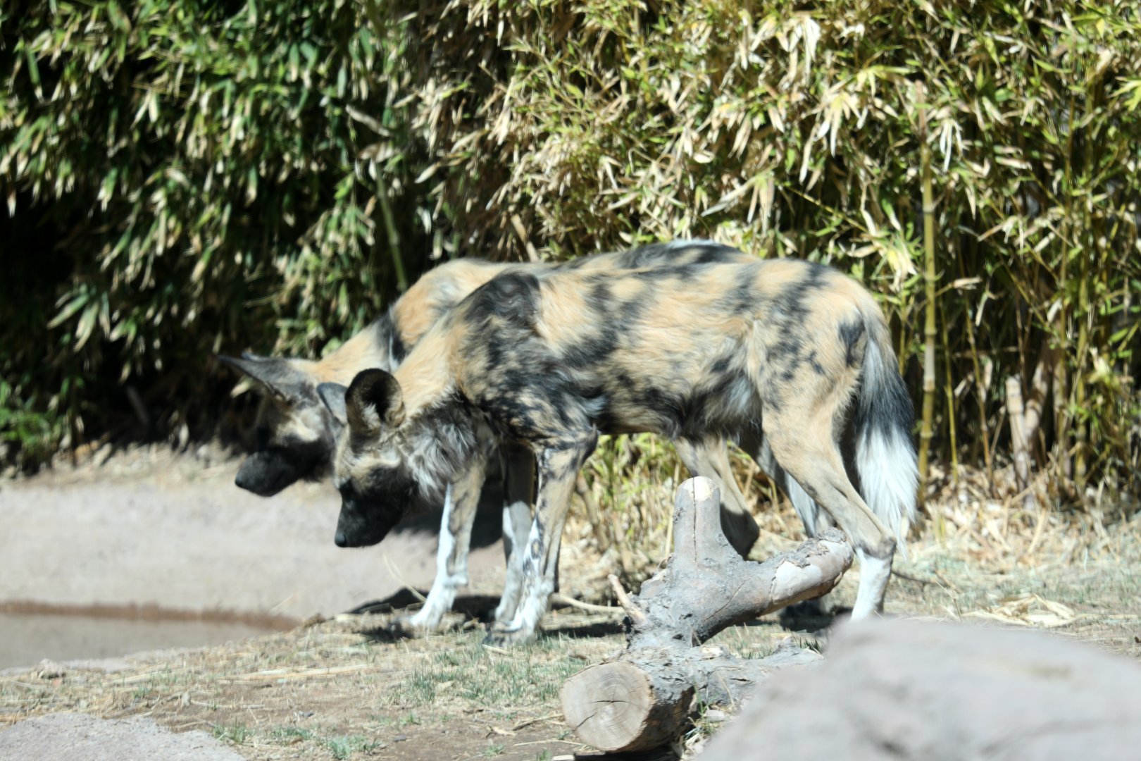 African wild dog (Lycaon pictus)