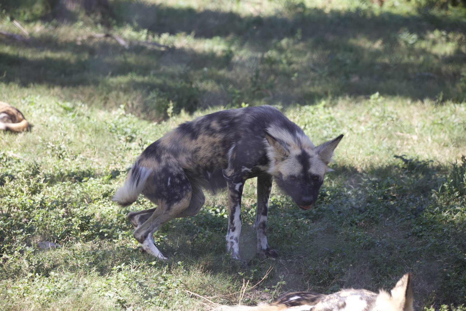 African Wild Dog/ Lycaon pictus