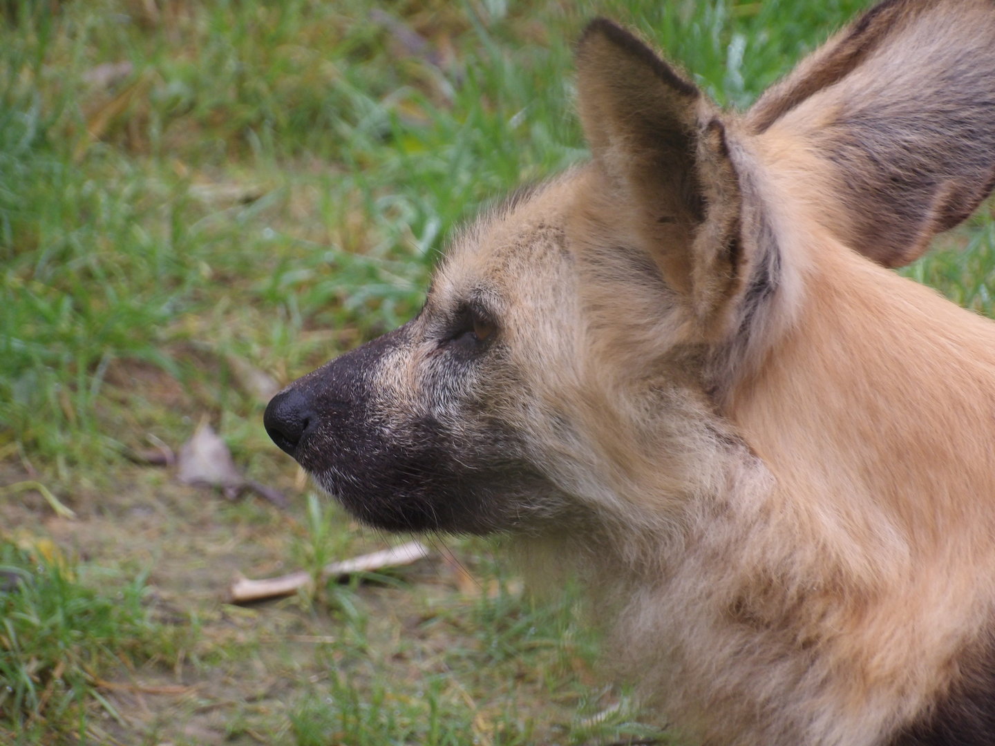 African Wild Dog (Lycaon pictus)