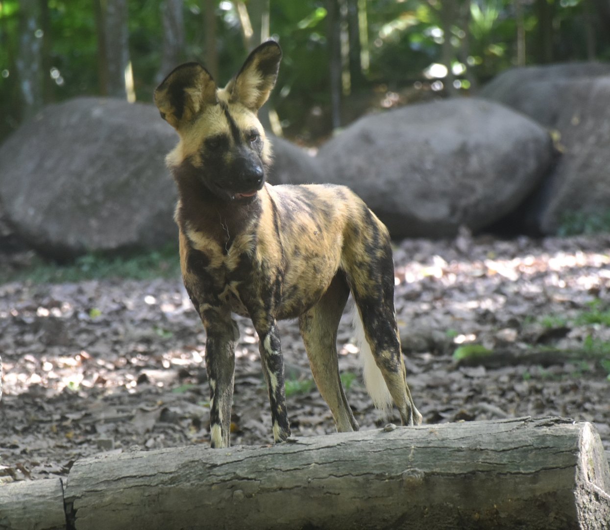 African Wild Dog (Lycaon pictus)