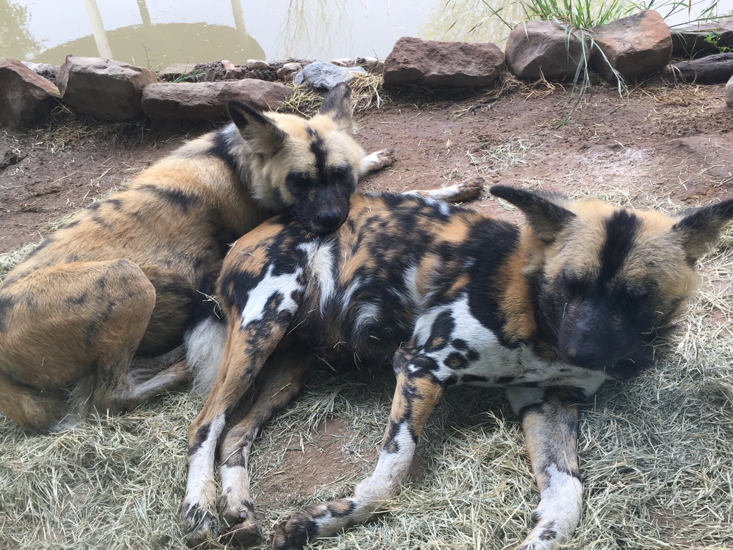 African Wild Dog (Lycaon pictus