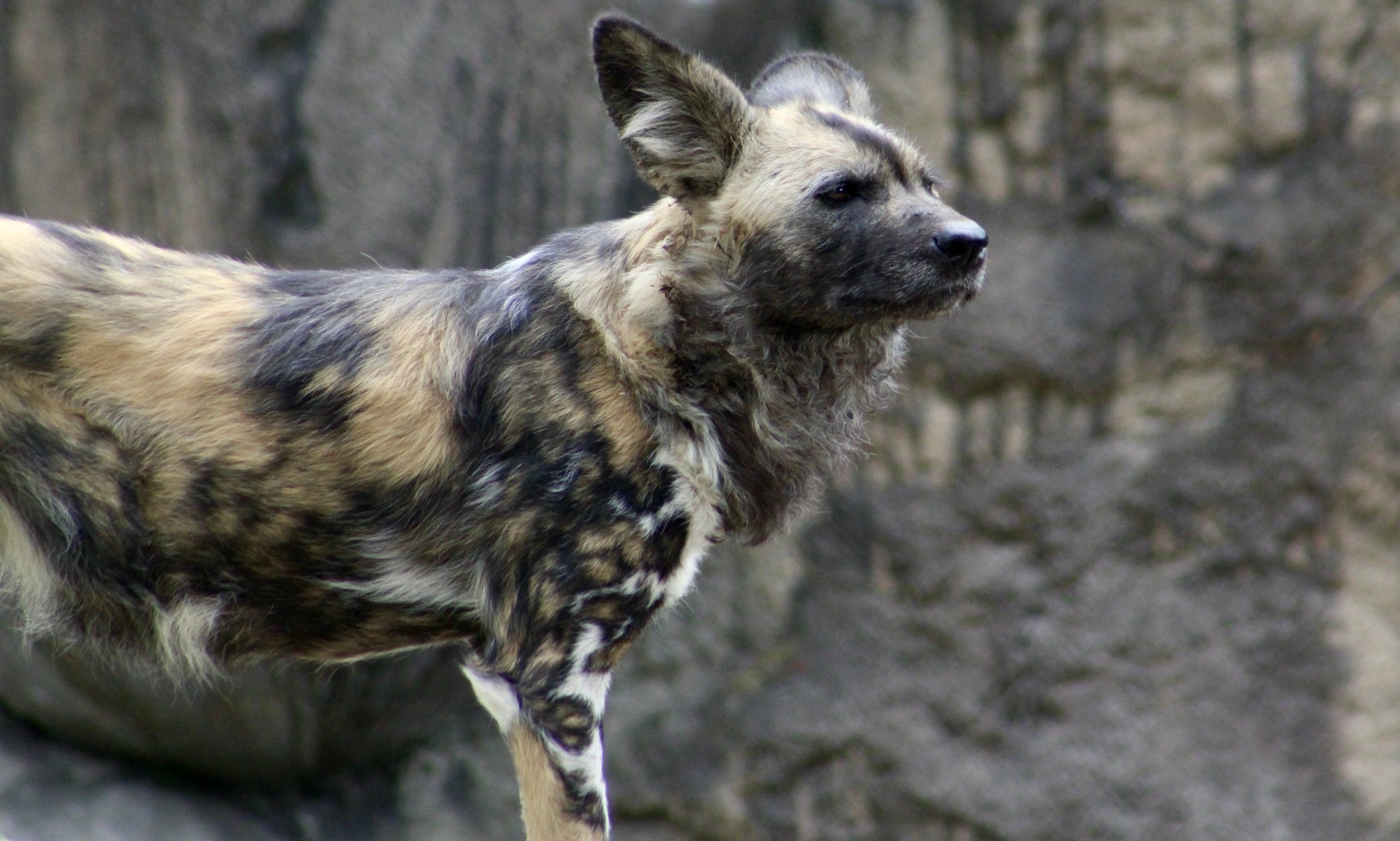 African Wild Dog (Lycaon pictus)