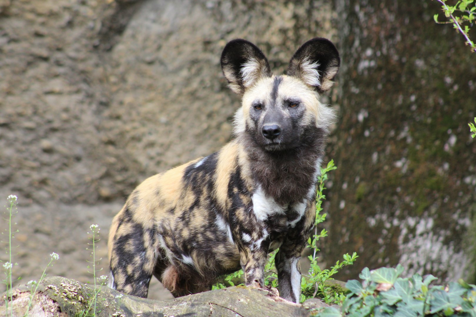 African Wild Dog (Lycaon pictus)