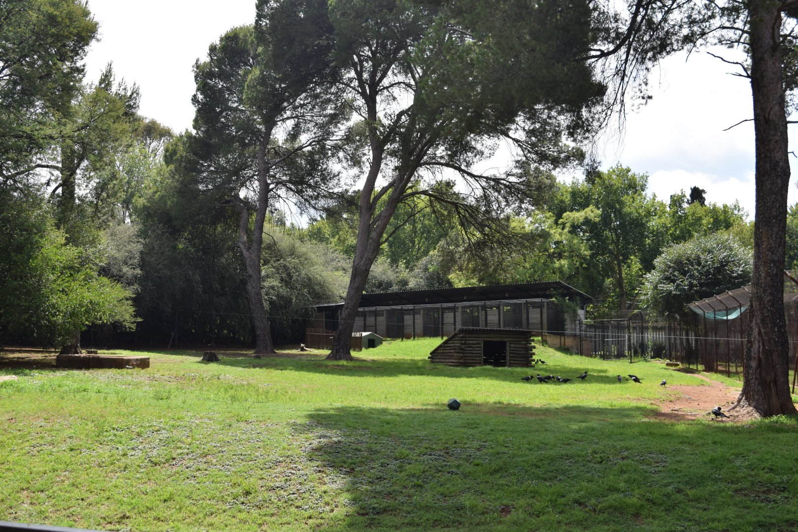 African Wild Dog (Lycaon pictus)