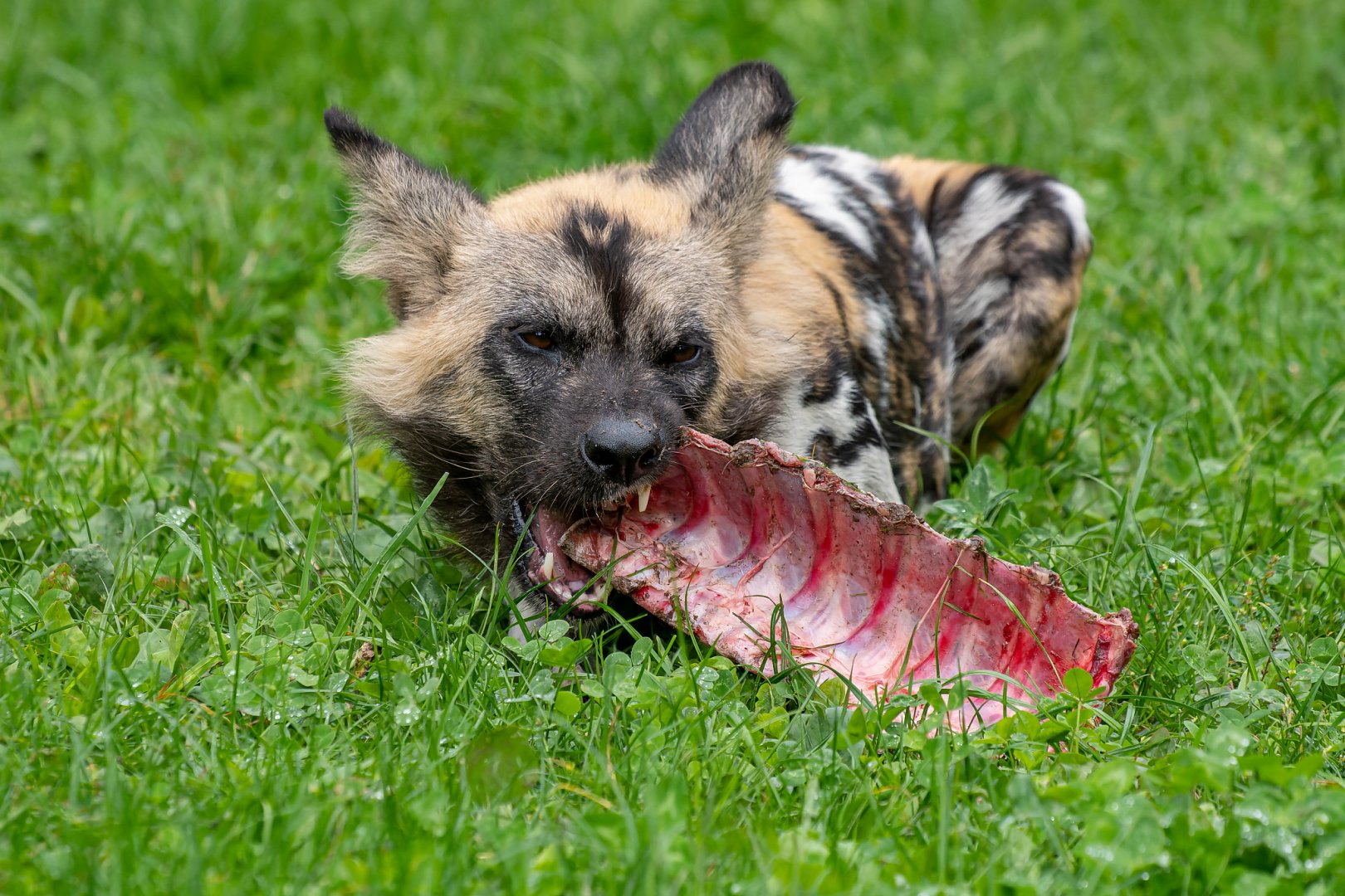 African wild dog (Lycaon pictus)