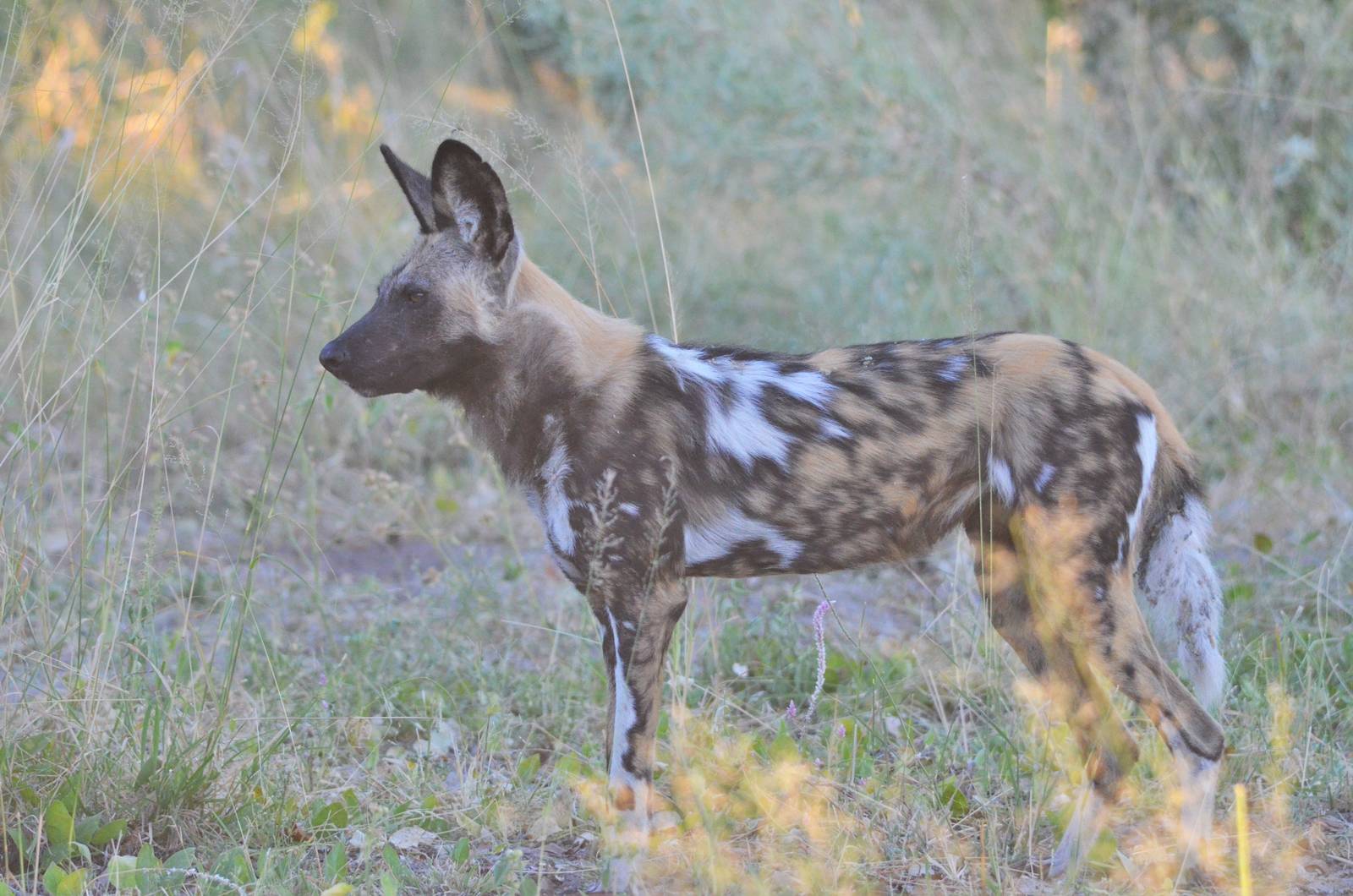 African Wild Dog, Moremi Game Reserve, Botswana, 29/04/16