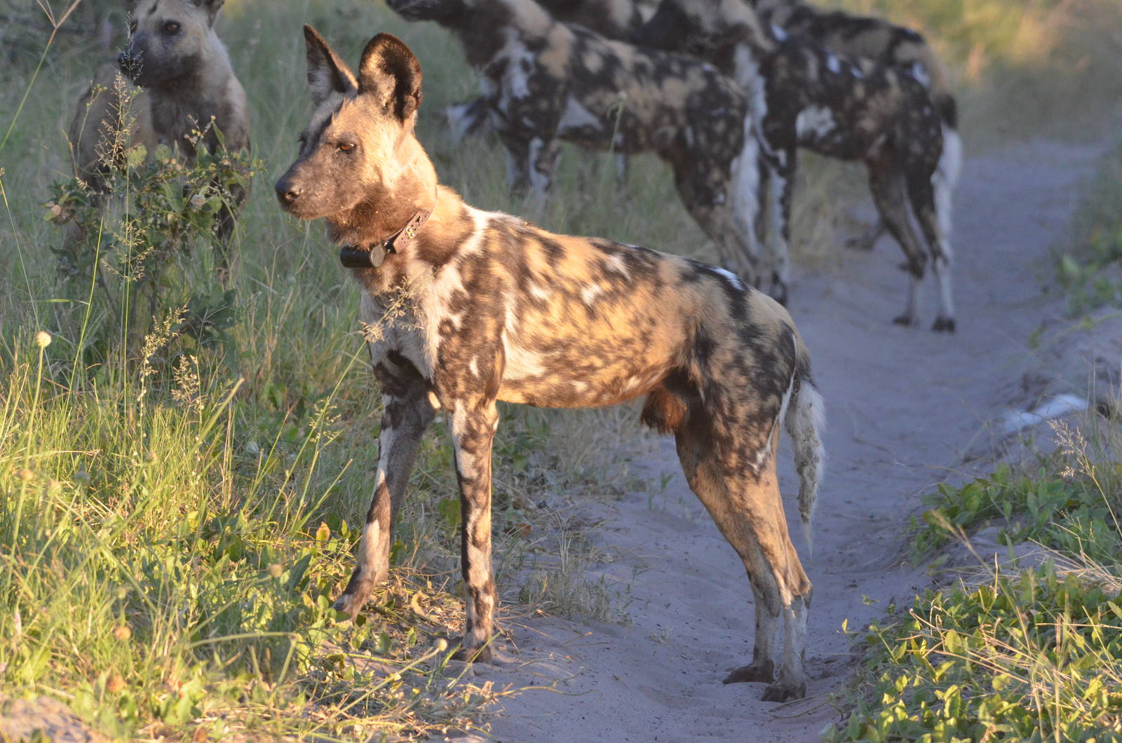 African Wild Dog, Moremi Game Reserve, Botswana, 29/04/16