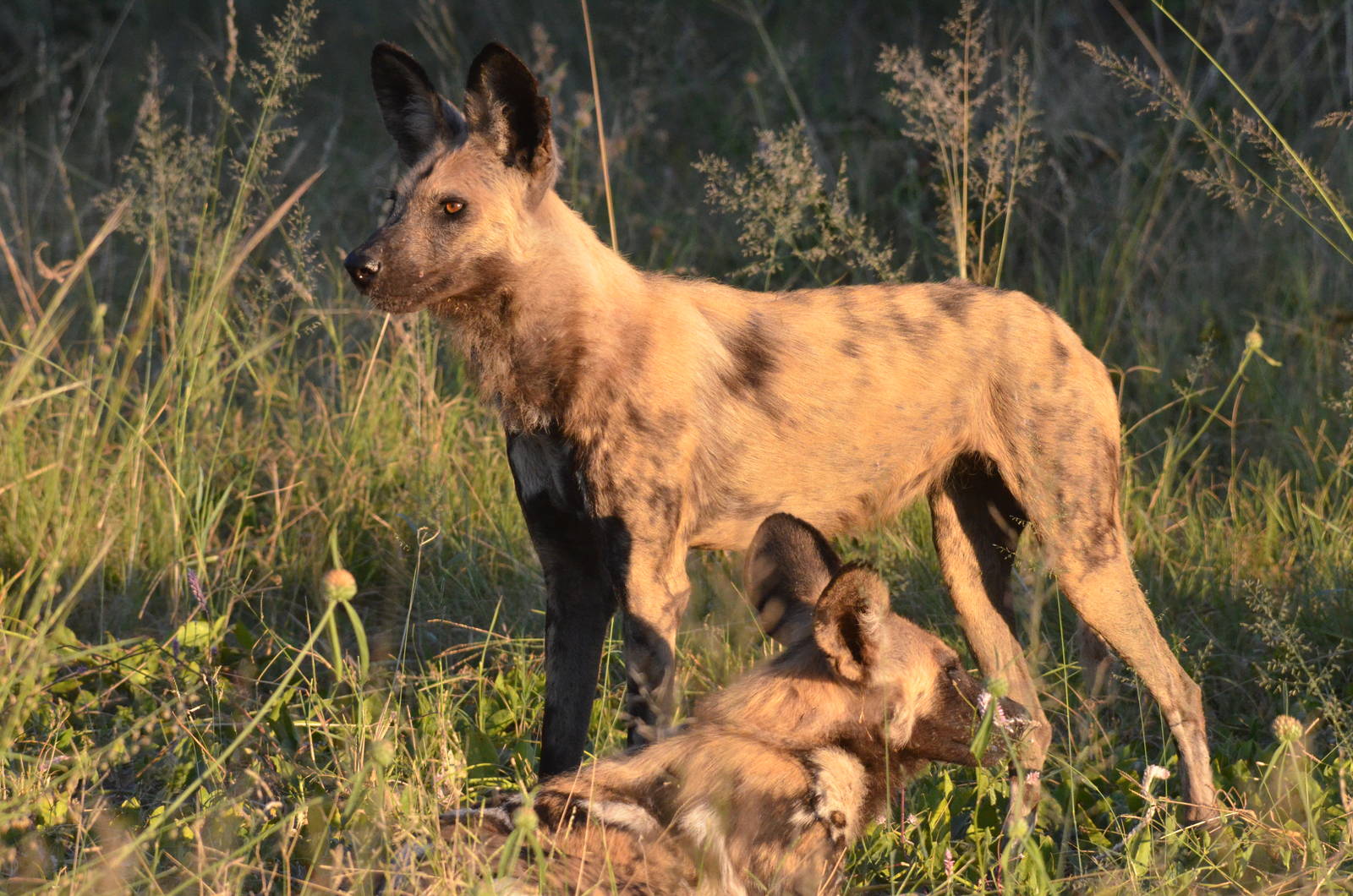 African Wild Dog, Moremi Game Reserve, Botswana, 29/04/16