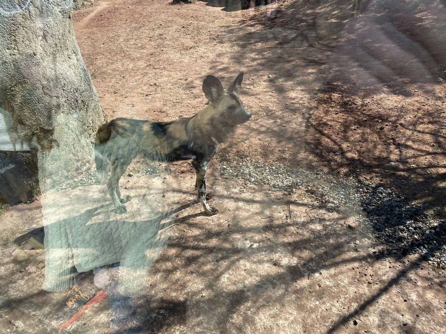 African wild dog next to the window