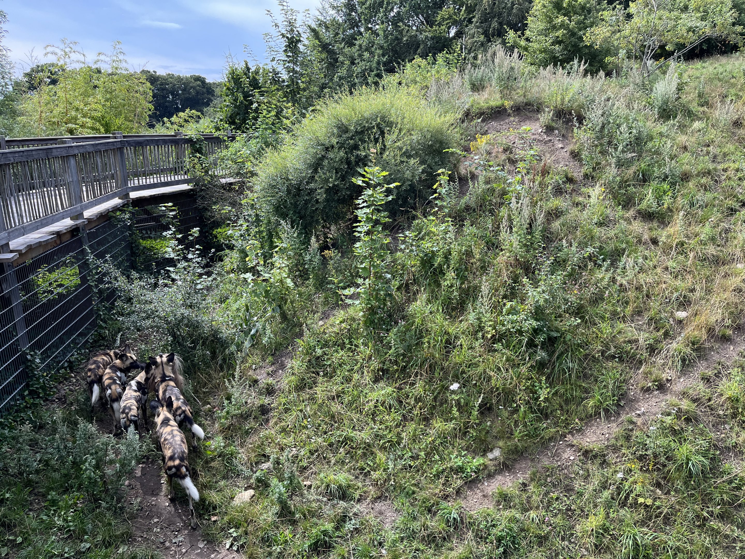 African Wild Dog Pack (12+ animals)