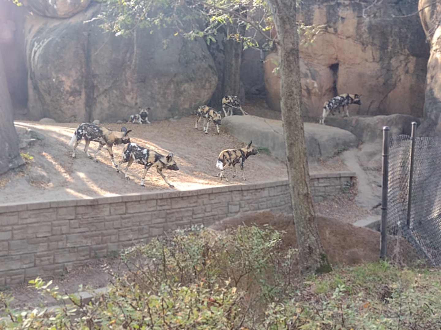 African Wild Dog Pack