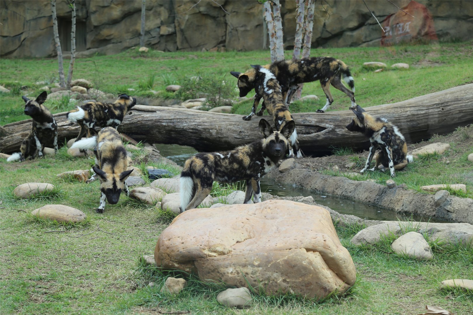 African Wild Dog Pack