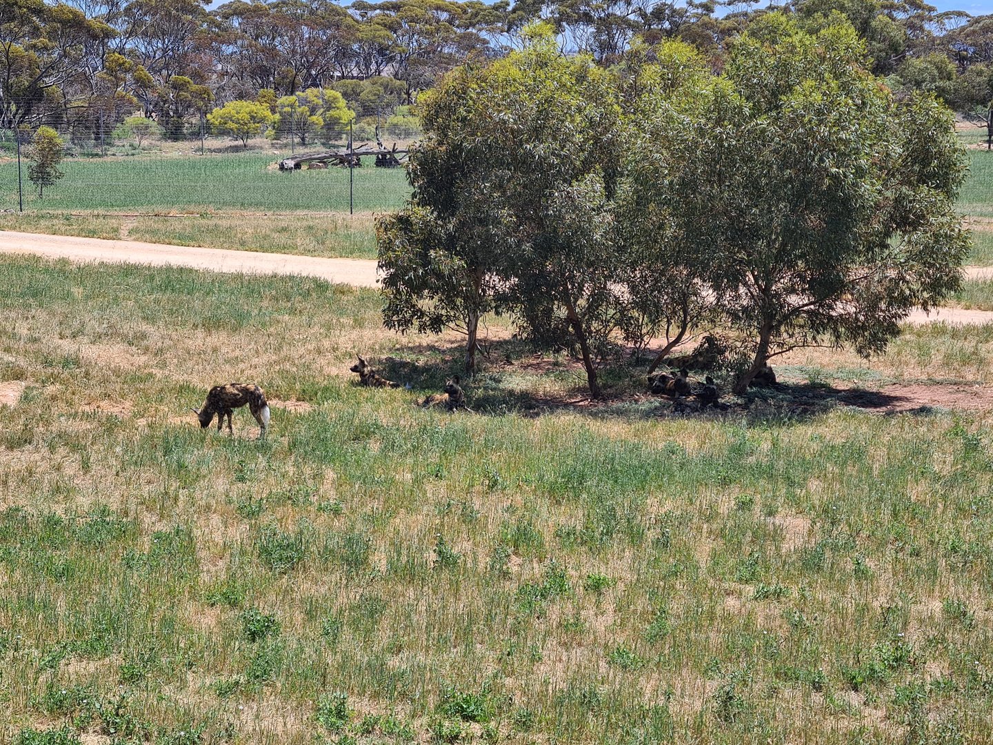 African Wild Dog pack