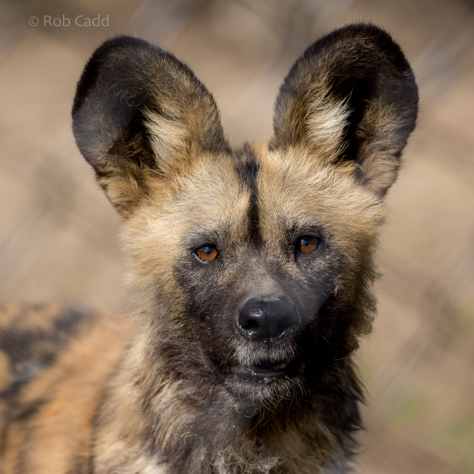 African wild dog : Port Lympne : 30 Mar 2015