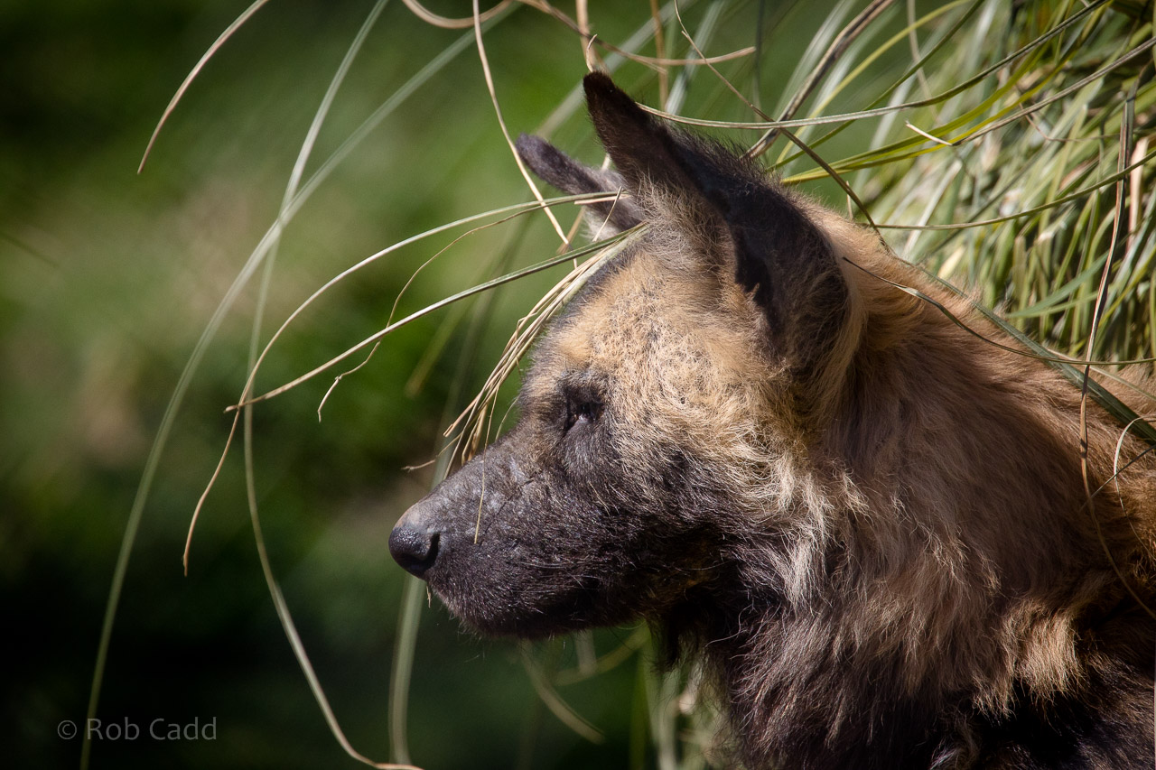African wild dog : Port Lympne : 31 Mar 2015