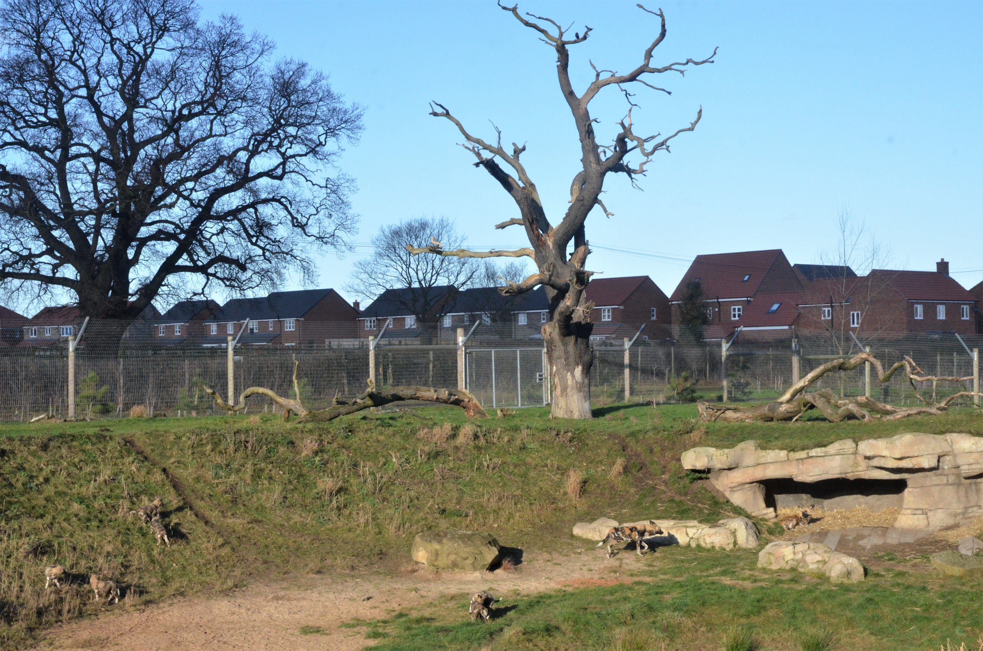 African Wild Dog Pups at Yorkshire WP, 14/01/17