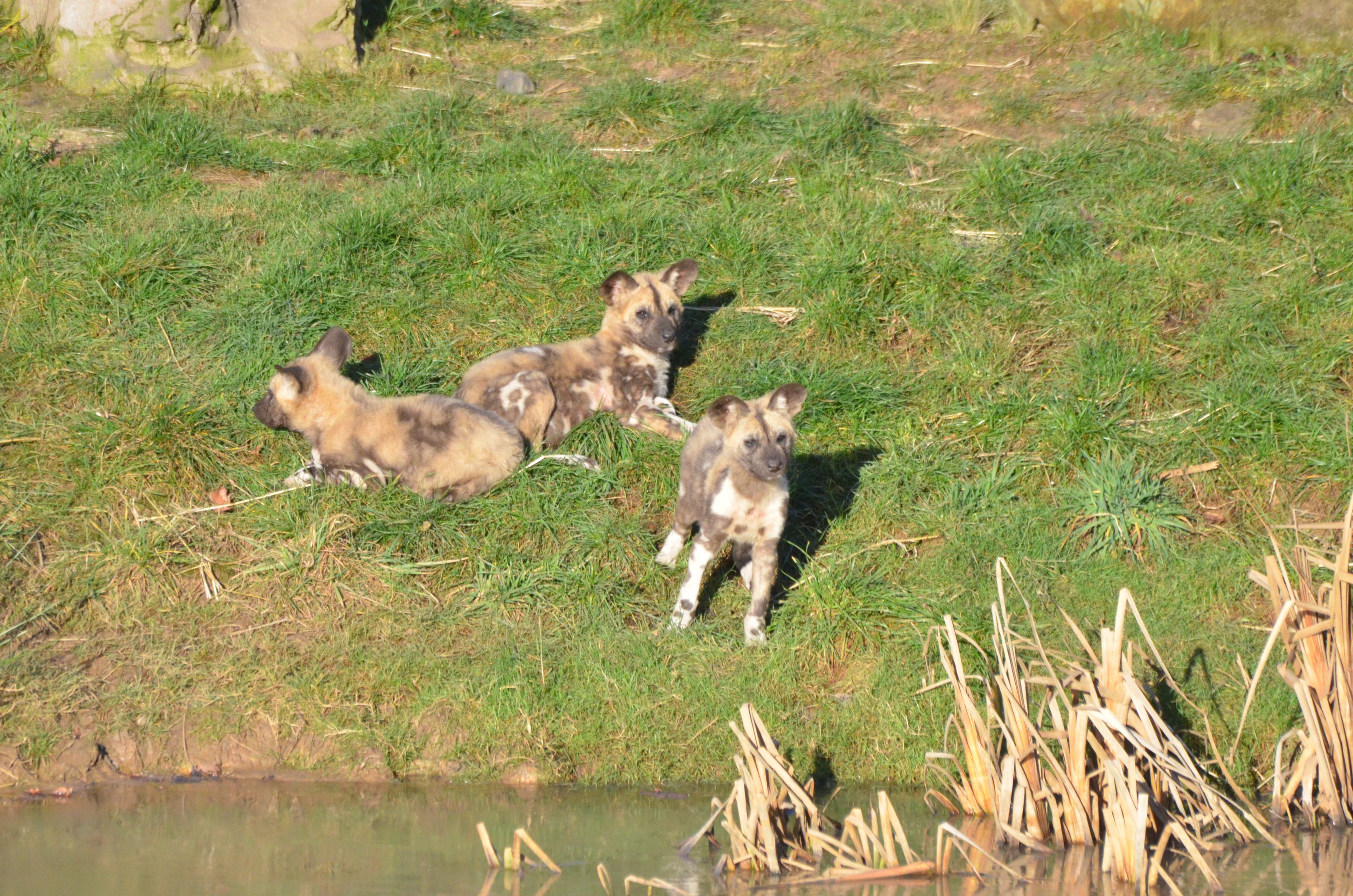 African Wild Dog Pups at Yorkshire WP, 14/01/17