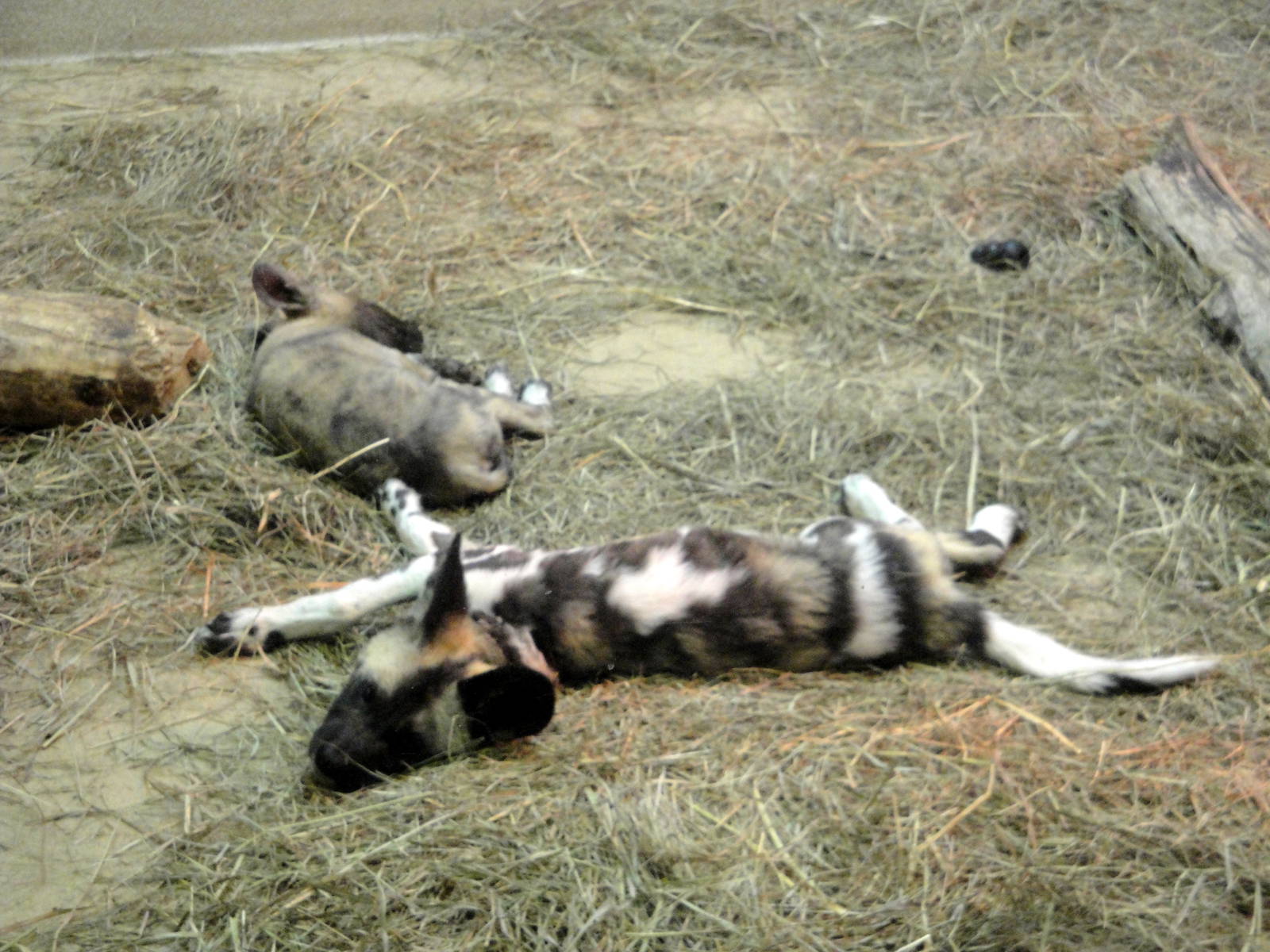 African Wild Dog Pups