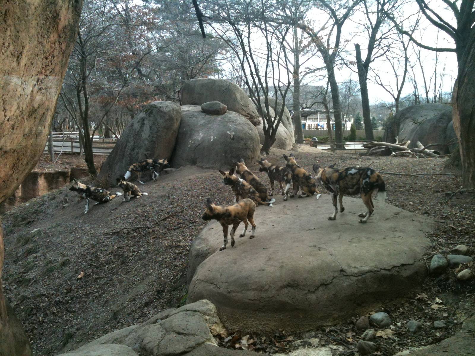 African Wild Dog Pups.