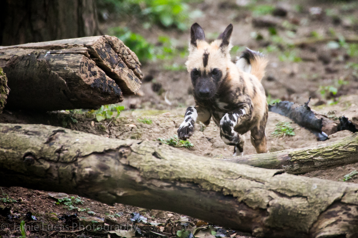 African Wild Dog pups