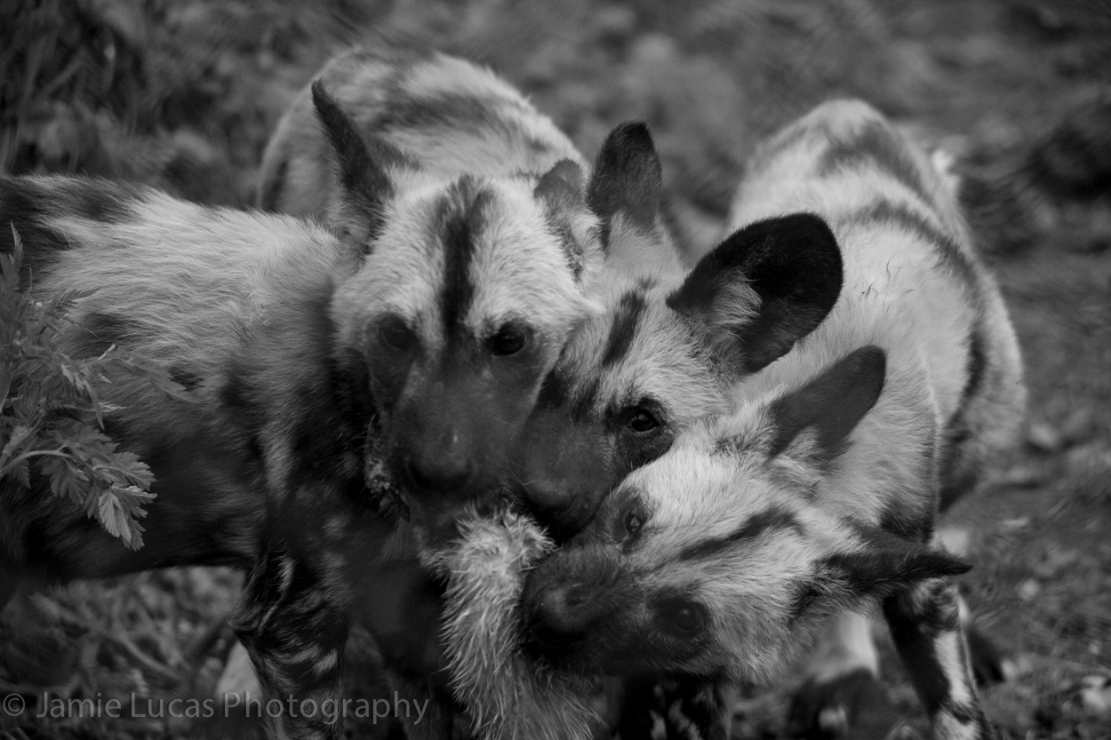 African Wild Dog pups