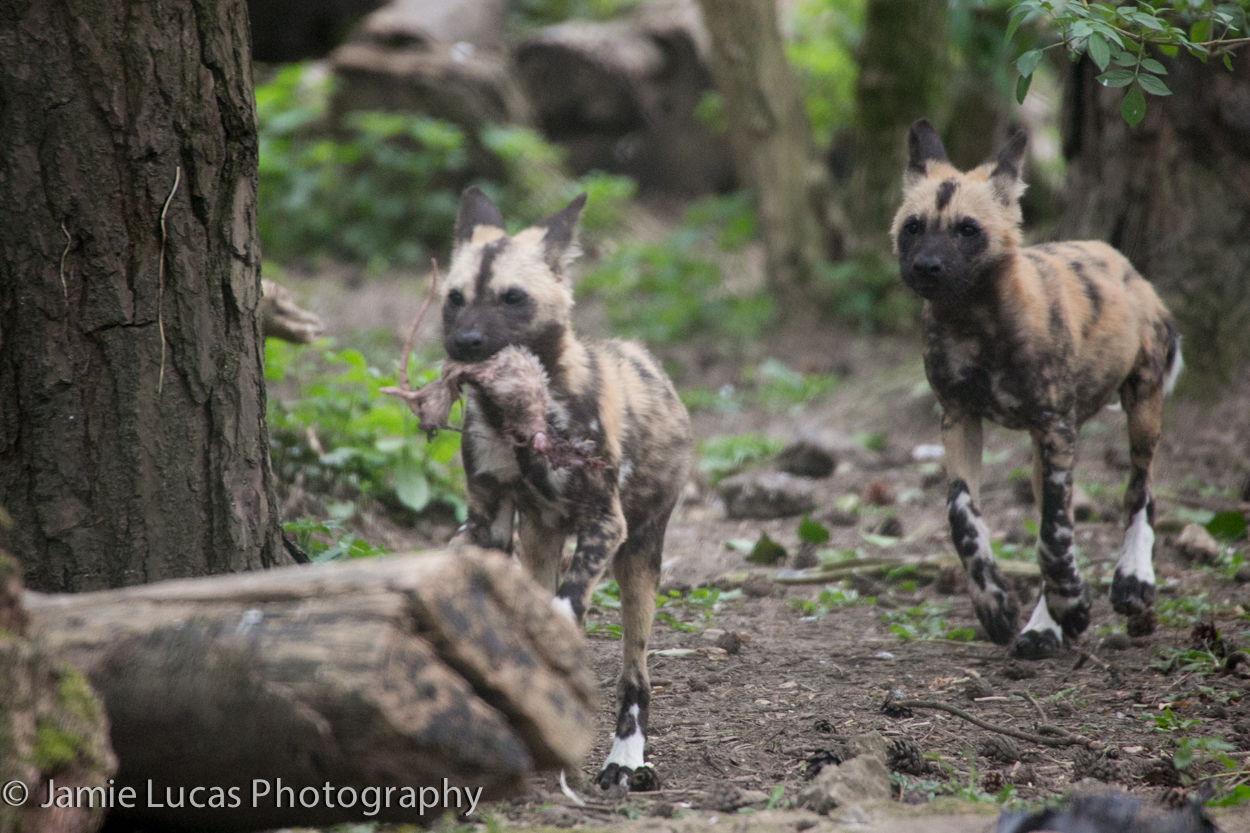 African Wild Dog pups