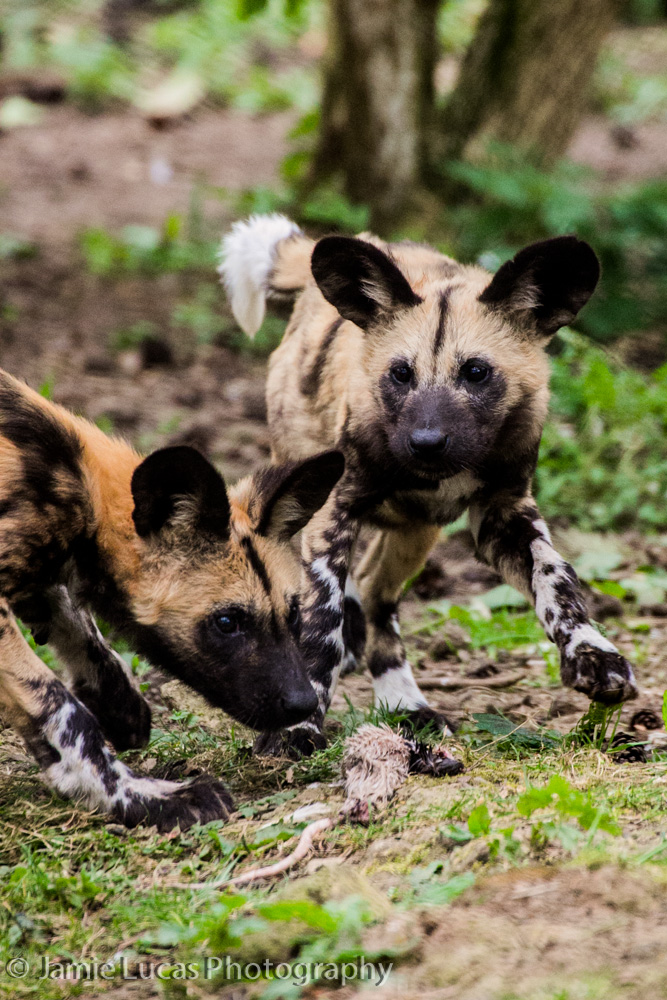 African Wild Dog pups
