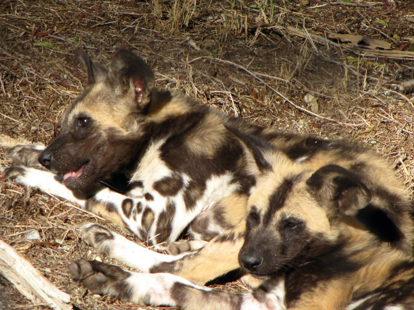 African Wild Dog Pups