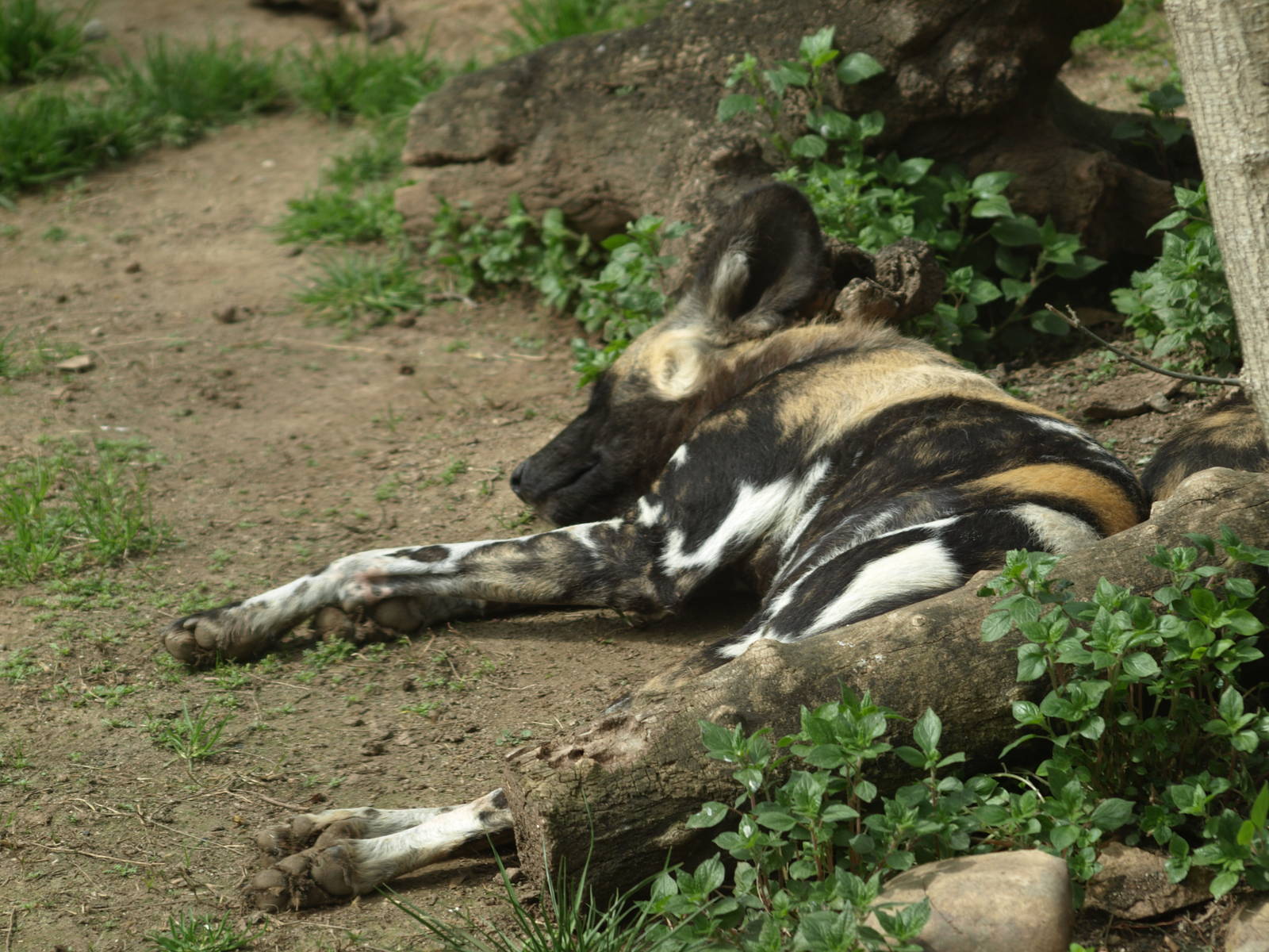 African wild dog resting