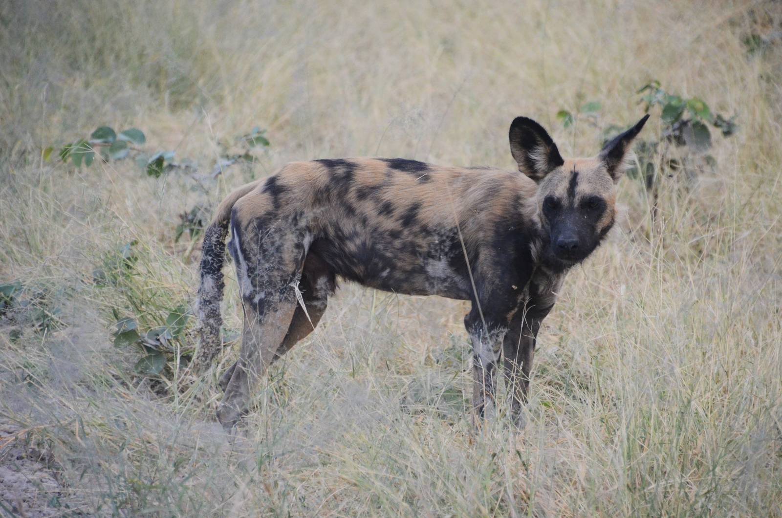 African Wild Dog, Road to Khwai Community Area, Botswana, 23/04/16
