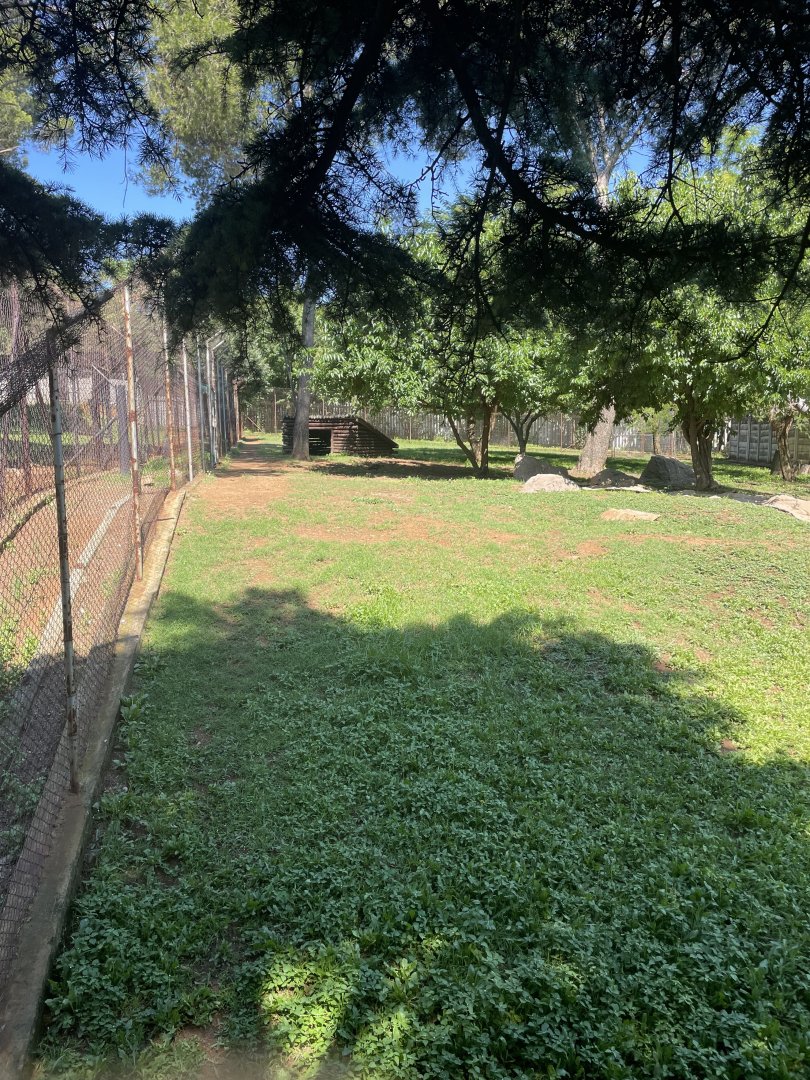 African Wild Dog Separation Exhibit (Lycaon pictus) formerly African Civet (Civettictis civetta)