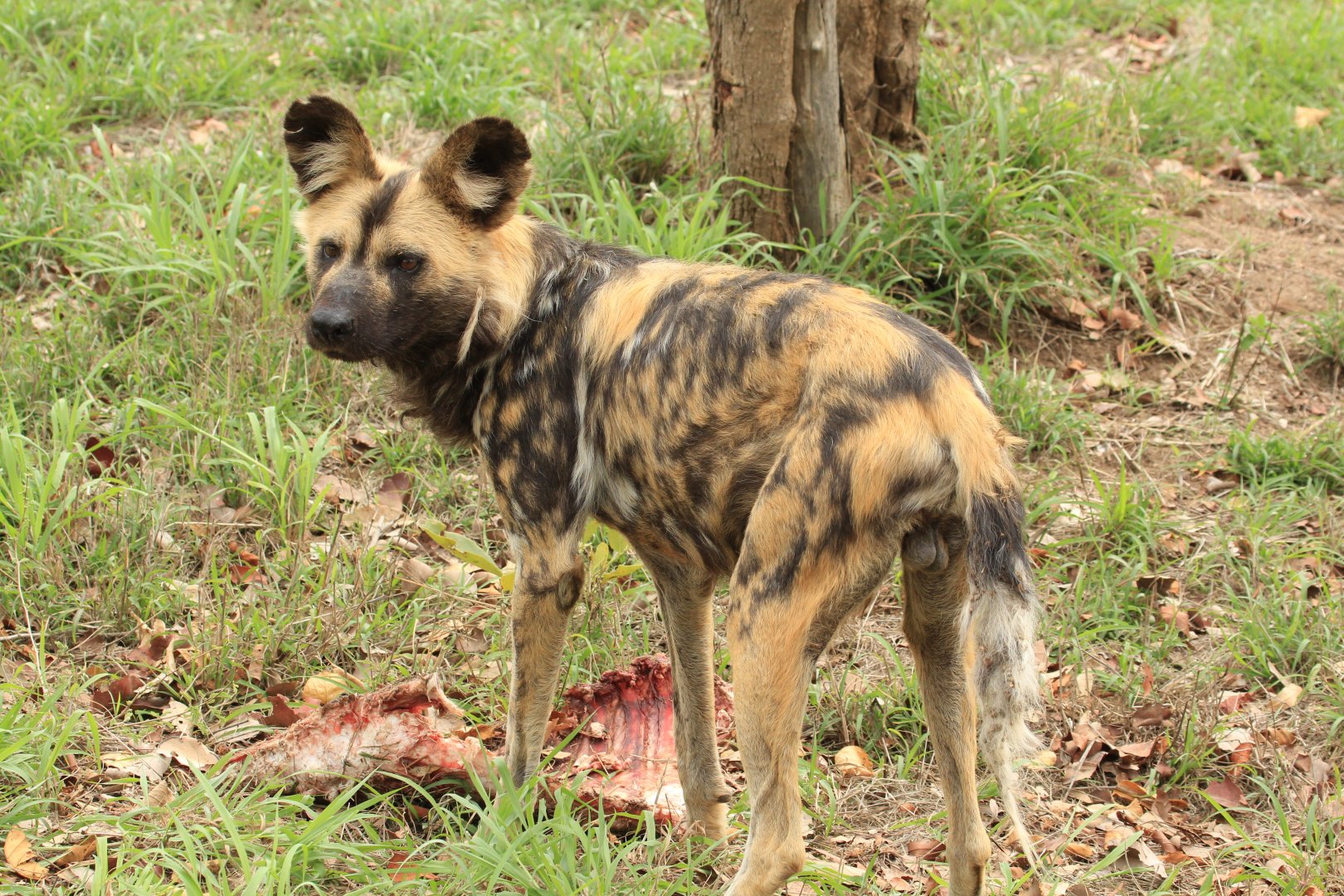 African wild dog (September 2012)