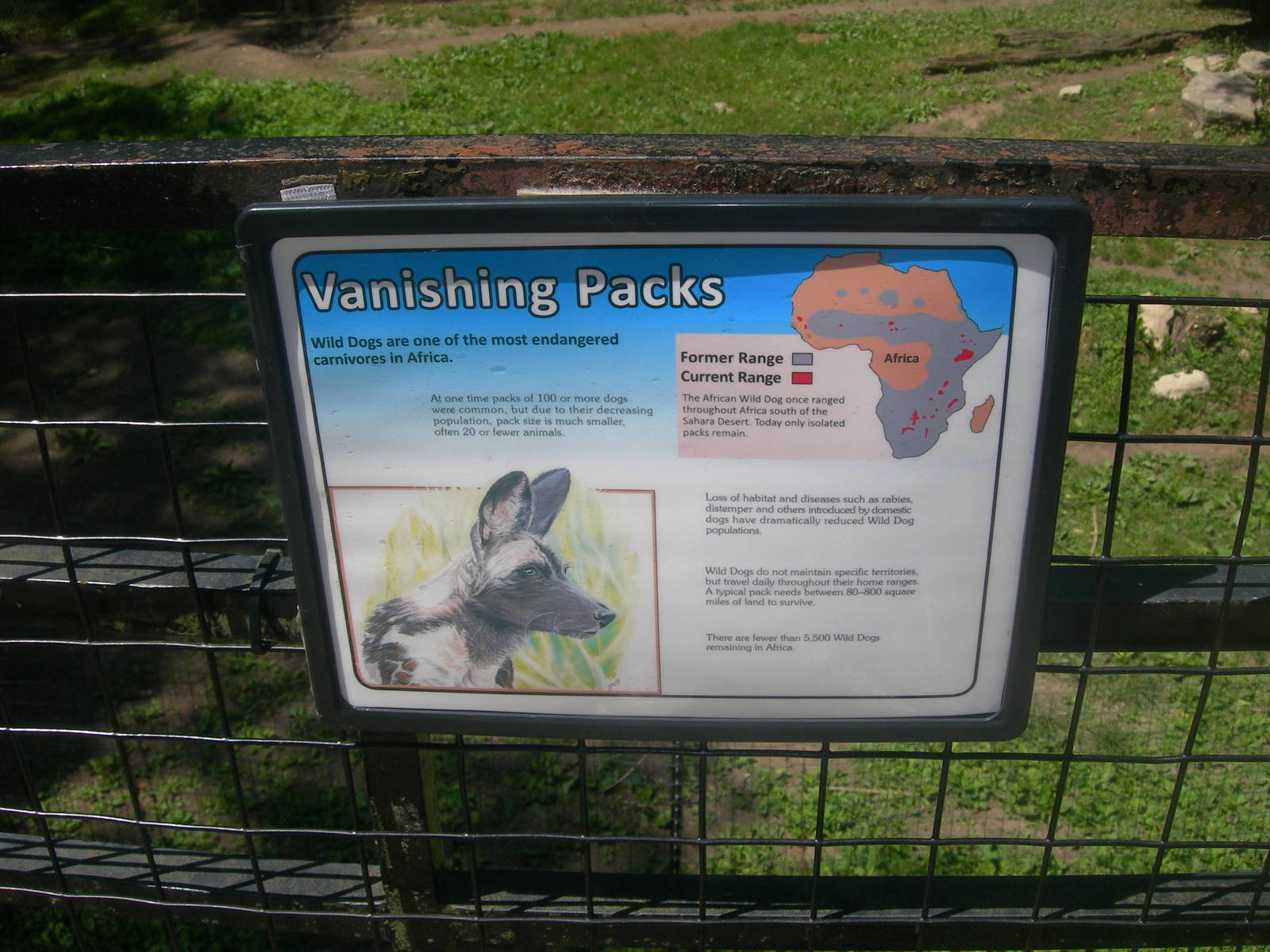 African Wild Dog sign