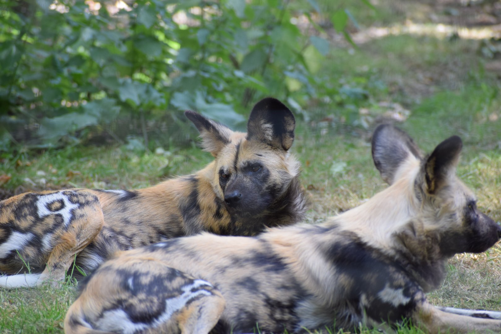 African Wild Dog sisters