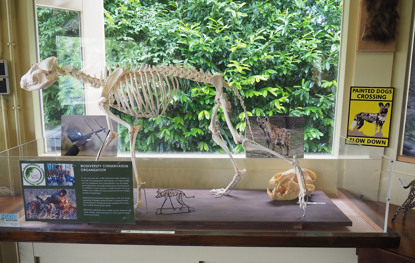 African wild dog skeleton and education and Spotted hyena skull, 2022-06-12