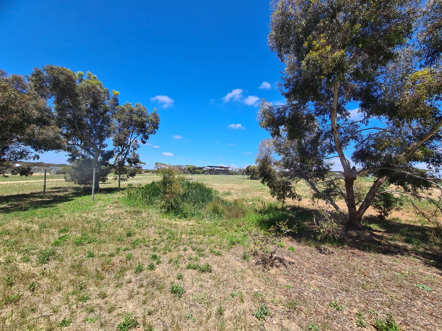 African Wild Dog / Spotted Hyena Exhibit 2