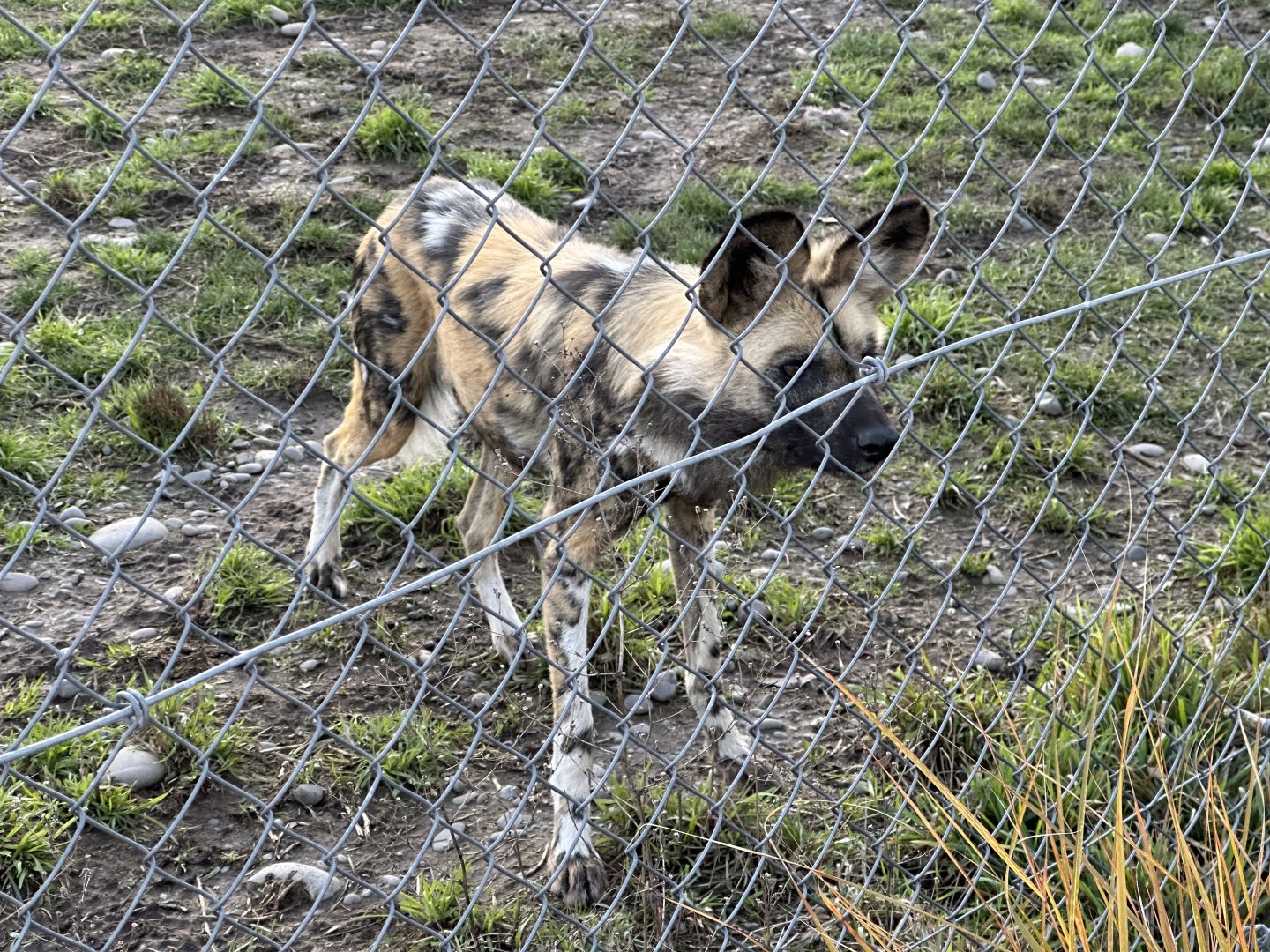 African Wild Dog (Stalking Child)