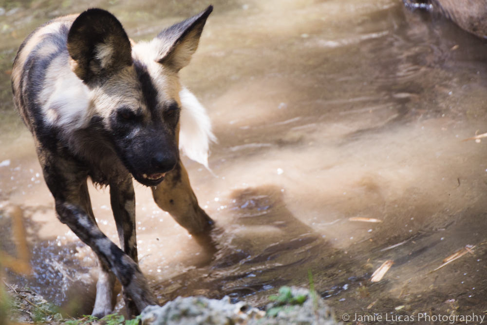 African Wild Dog Swimming