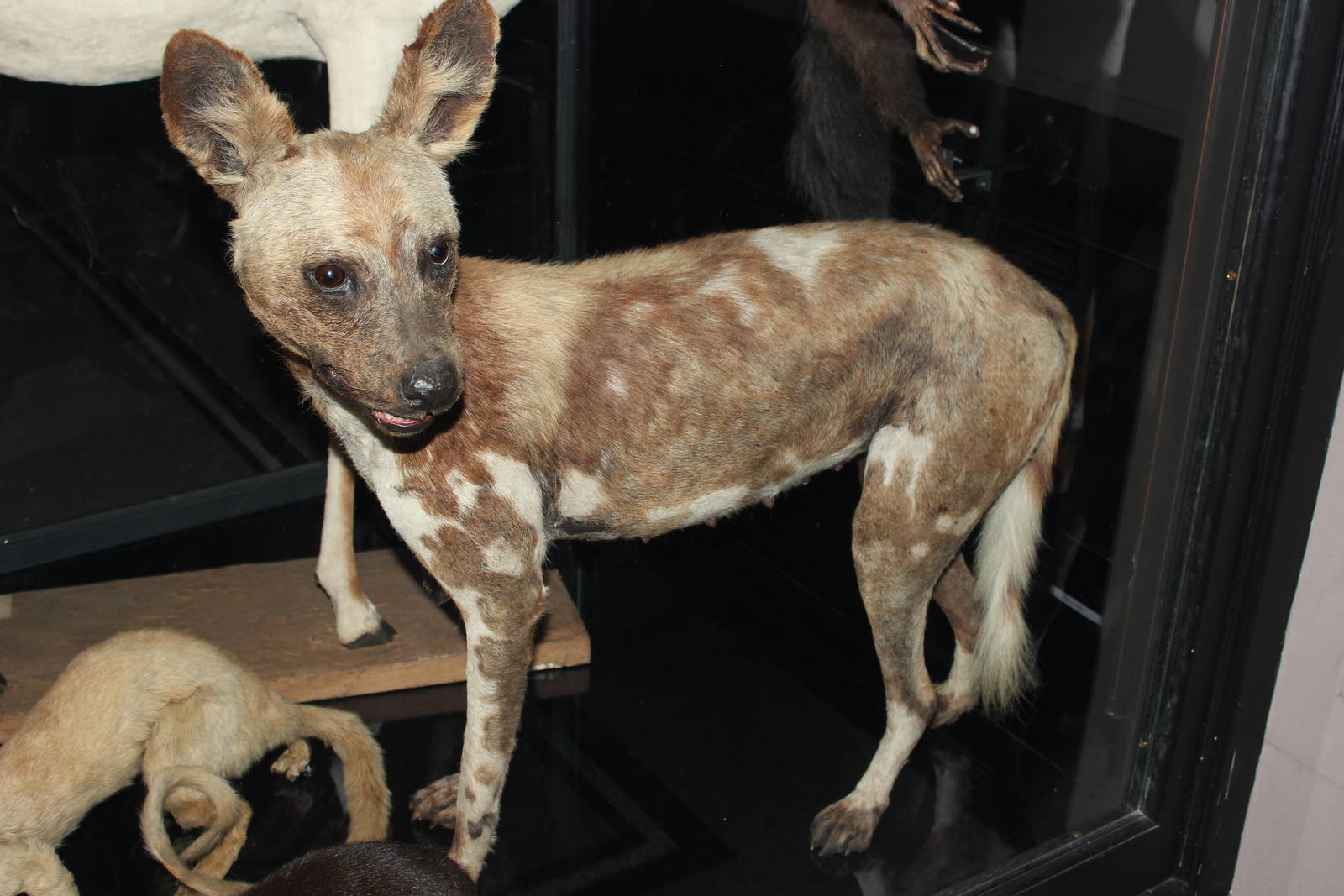 African wild dog (Taxidermy)